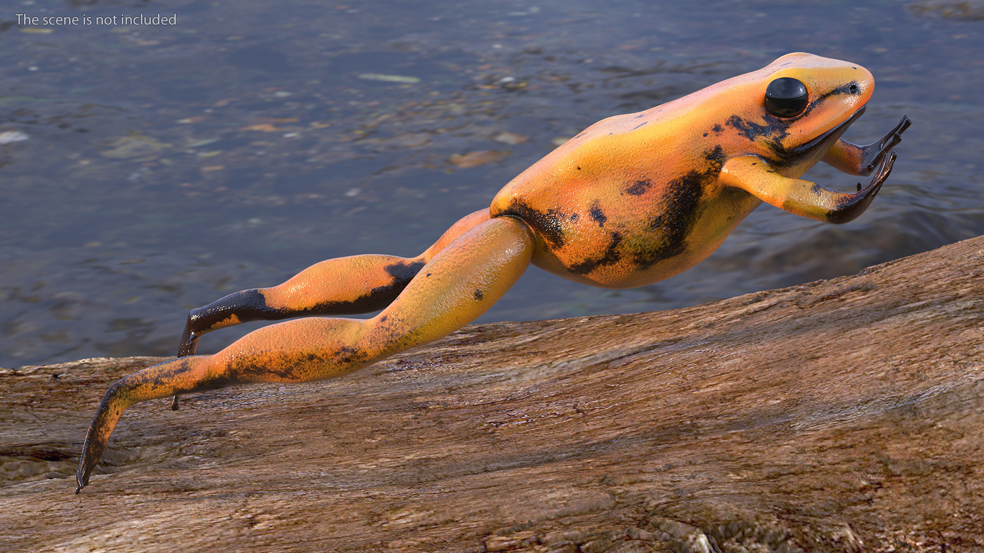 3D Poisonous Dart Frog Orange Morph Rigged for Cinema 4D model