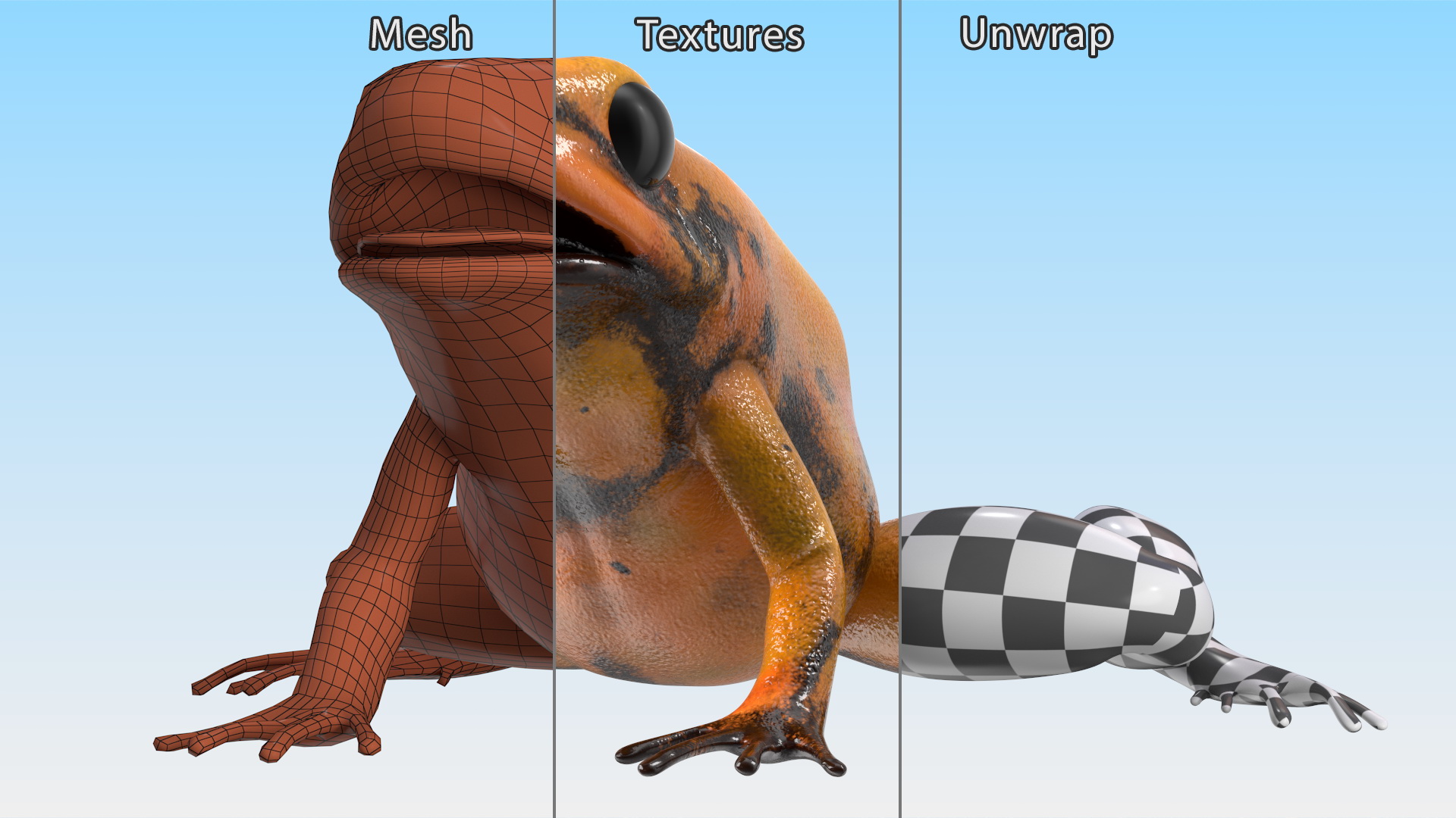 3D Poisonous Dart Frog Orange Morph Rigged for Cinema 4D model