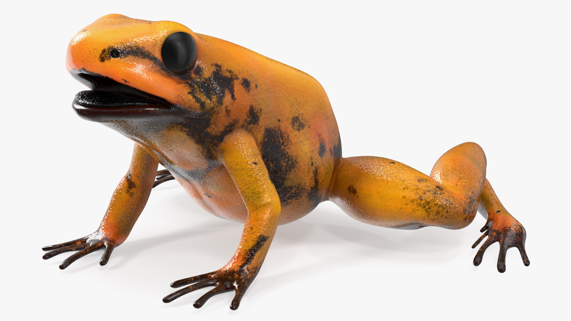 3D Poisonous Dart Frog Orange Morph Rigged for Cinema 4D model