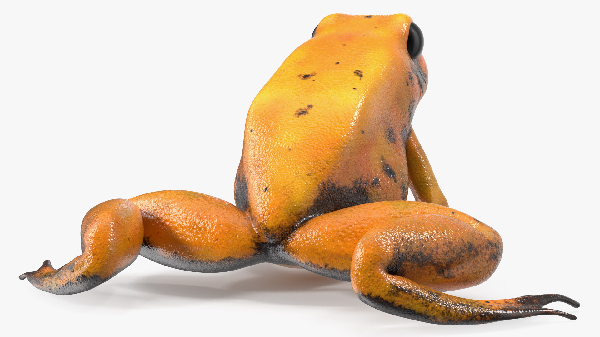 3D Poisonous Dart Frog Orange Morph Rigged for Cinema 4D model