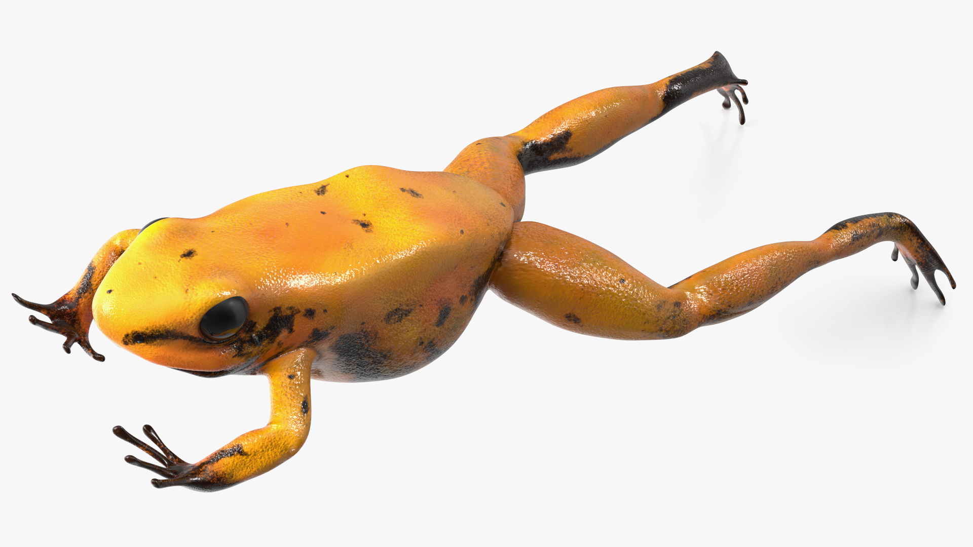 3D Poisonous Dart Frog Orange Morph Rigged for Cinema 4D model