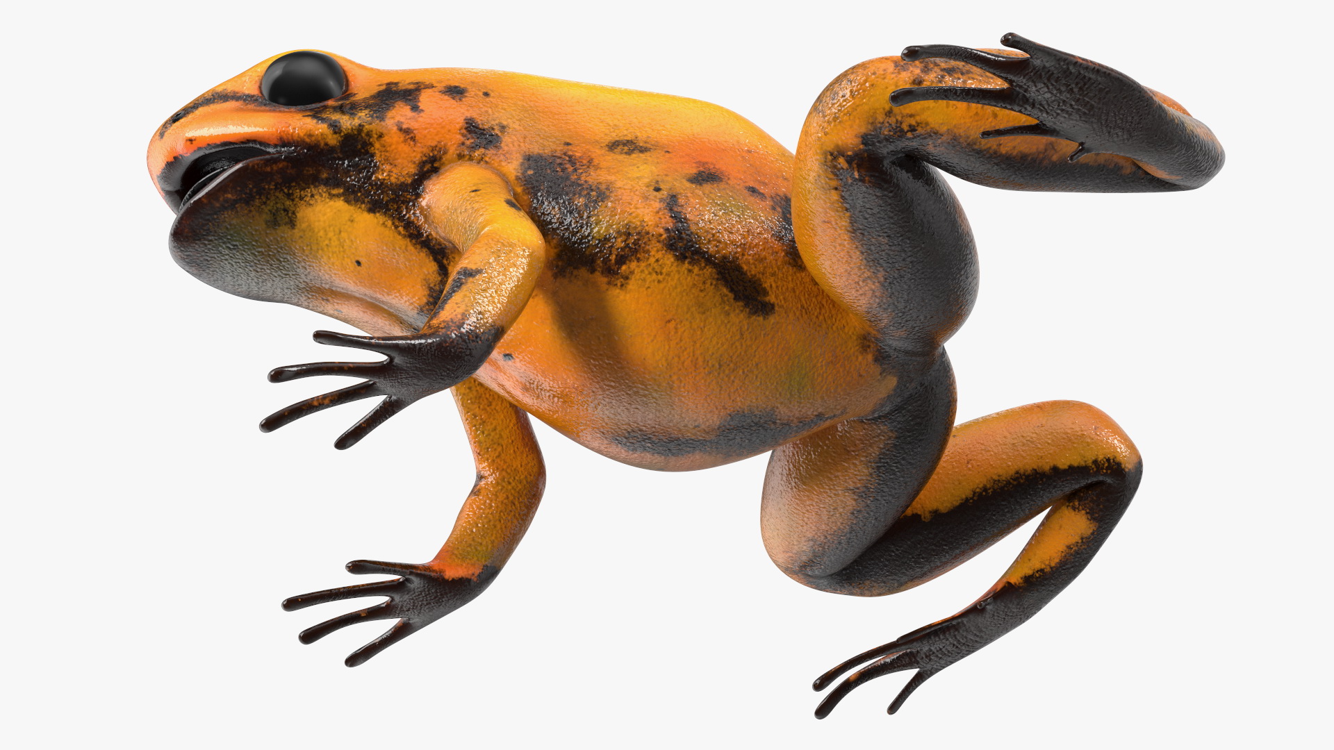 3D Poisonous Dart Frog Orange Morph Rigged for Cinema 4D model