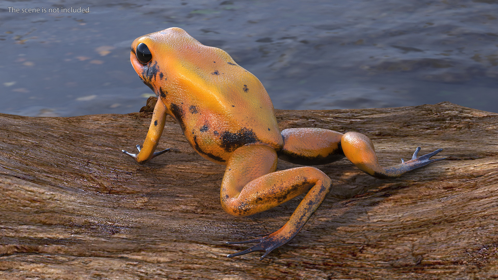 3D Poisonous Dart Frog Orange Morph Rigged for Cinema 4D model