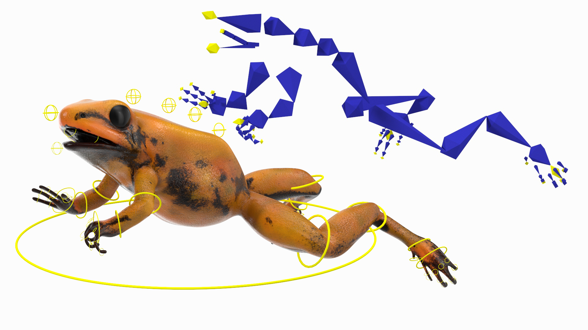 3D Poisonous Dart Frog Orange Morph Rigged for Cinema 4D model