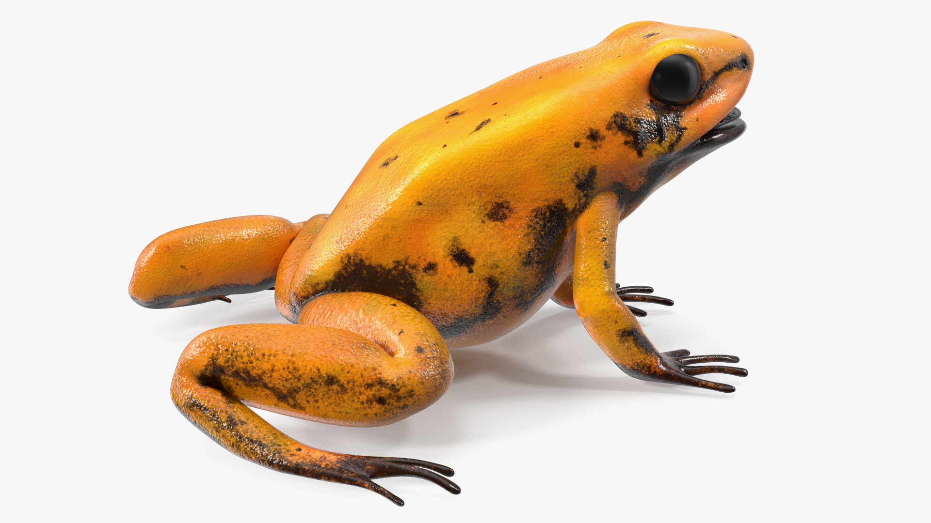 3D Poisonous Dart Frog Orange Morph Rigged for Cinema 4D model