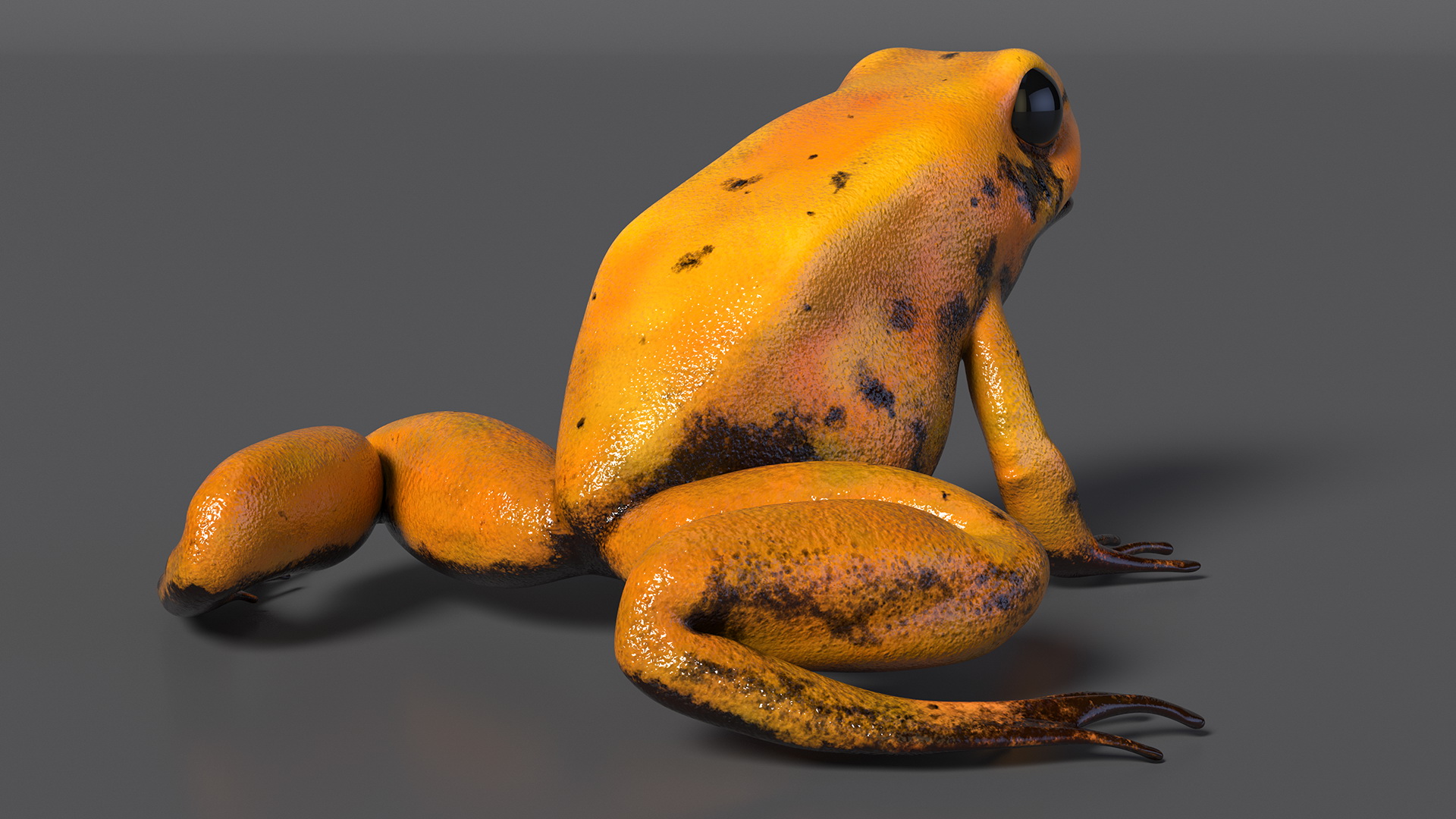 3D Poisonous Dart Frog Orange Morph Rigged for Cinema 4D model