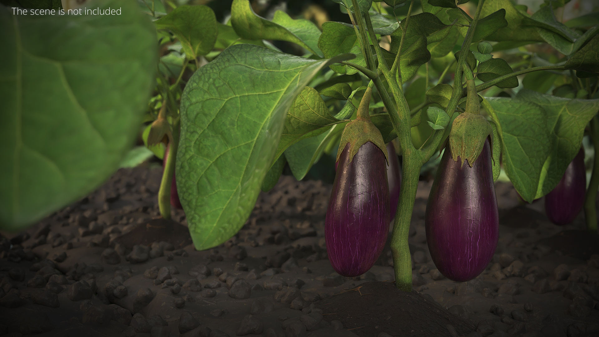 Eggplants with Green Calyx Purple, view 2