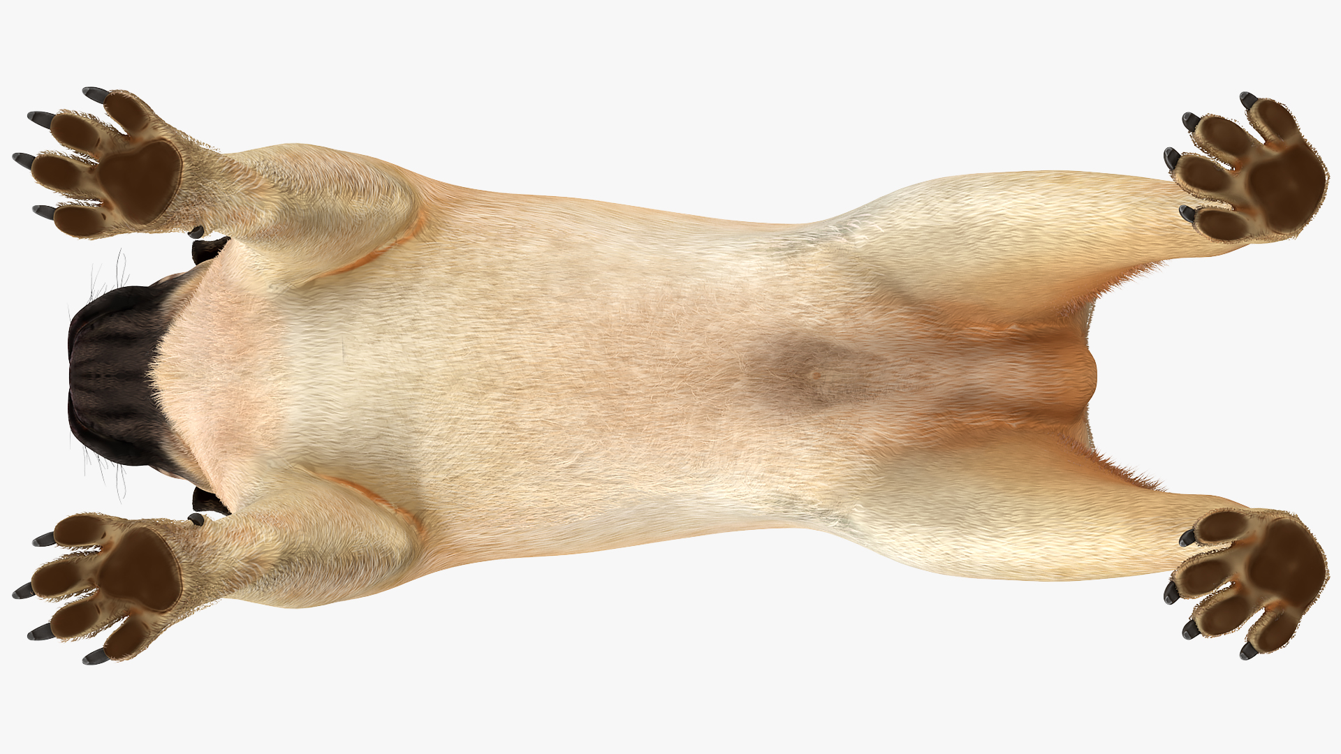 Pug Dog Neutral Pose Fur 3D model