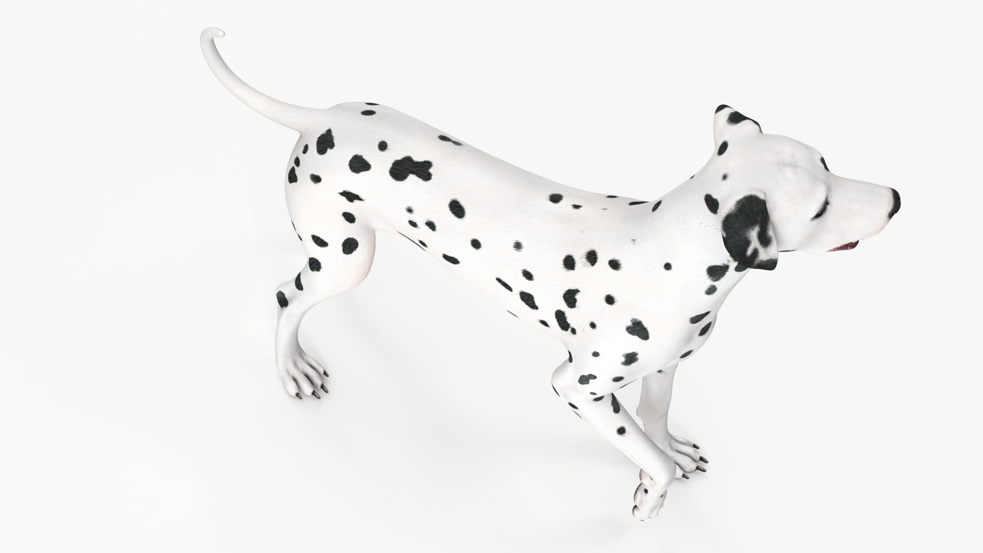 Dalmatian Dog Standing Pose 3D