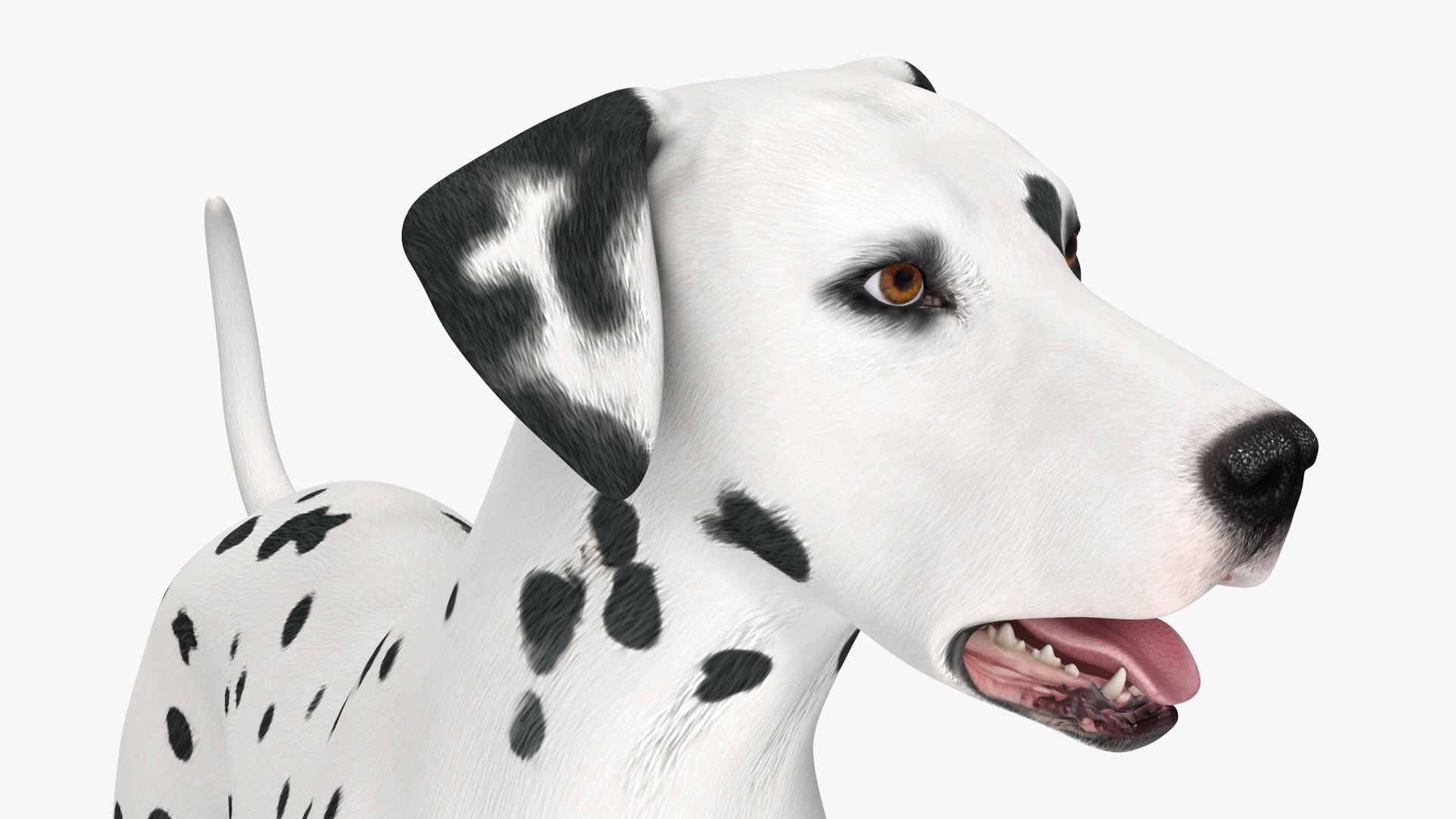 Dalmatian Dog Standing Pose 3D