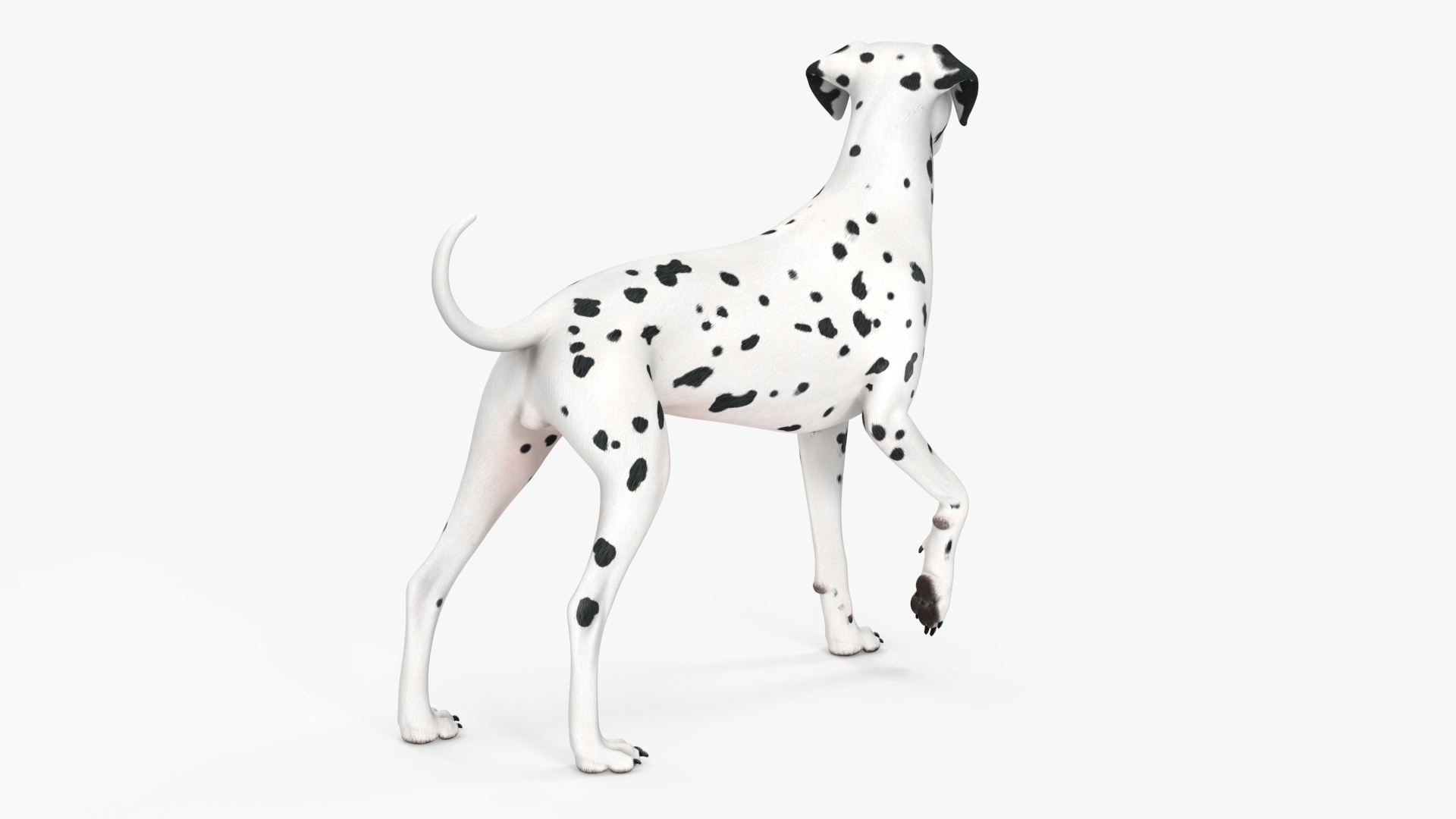 Dalmatian Dog Standing Pose 3D