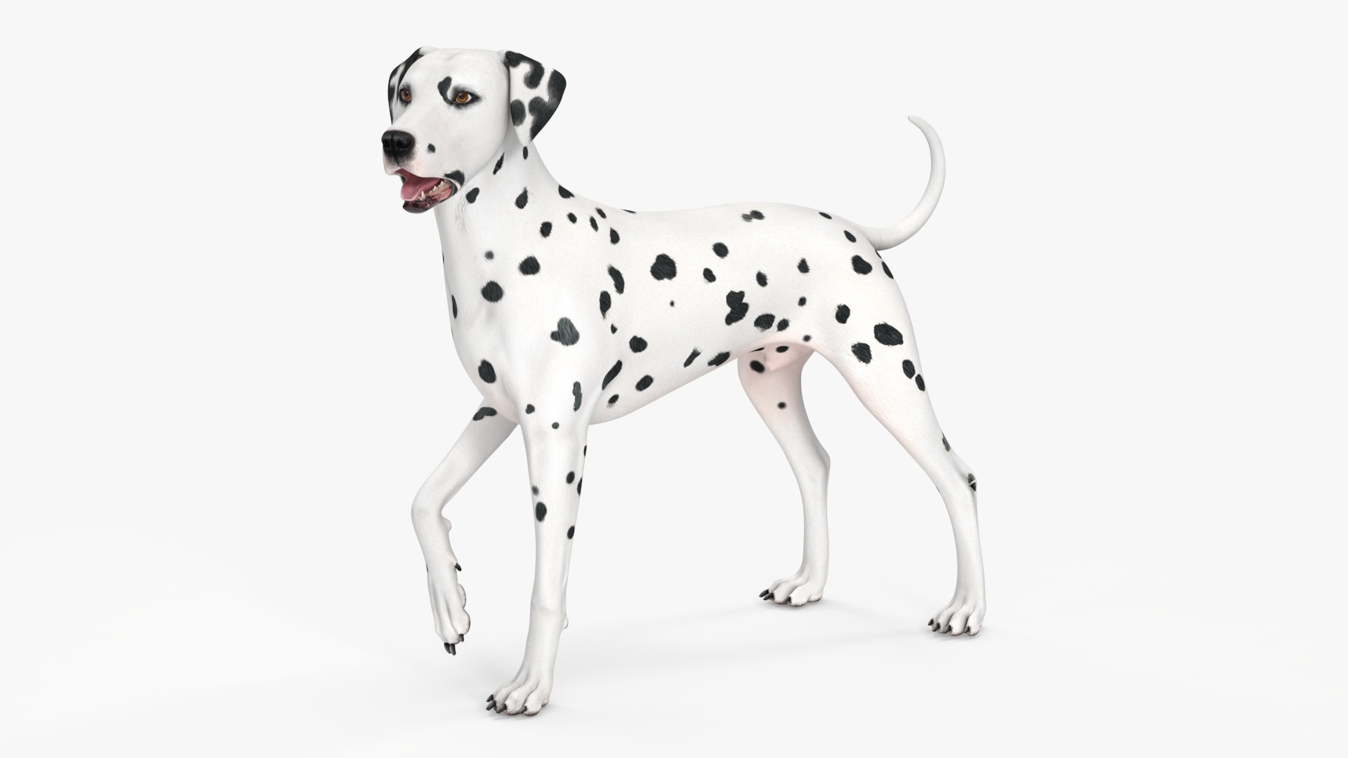 Dalmatian Dog Standing Pose 3D