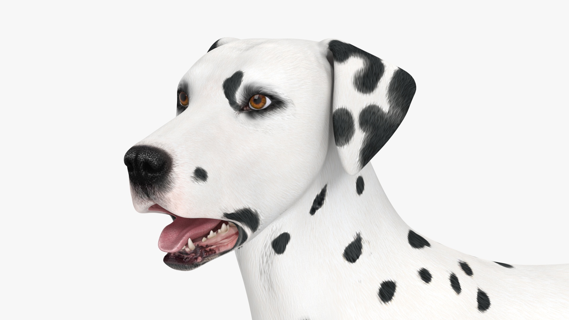 Dalmatian Dog Standing Pose 3D