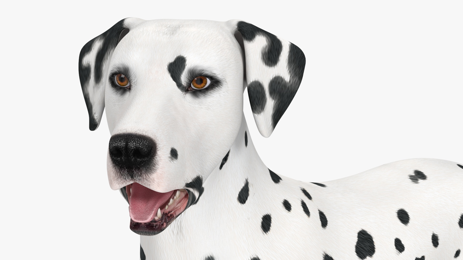 Dalmatian Dog Standing Pose 3D
