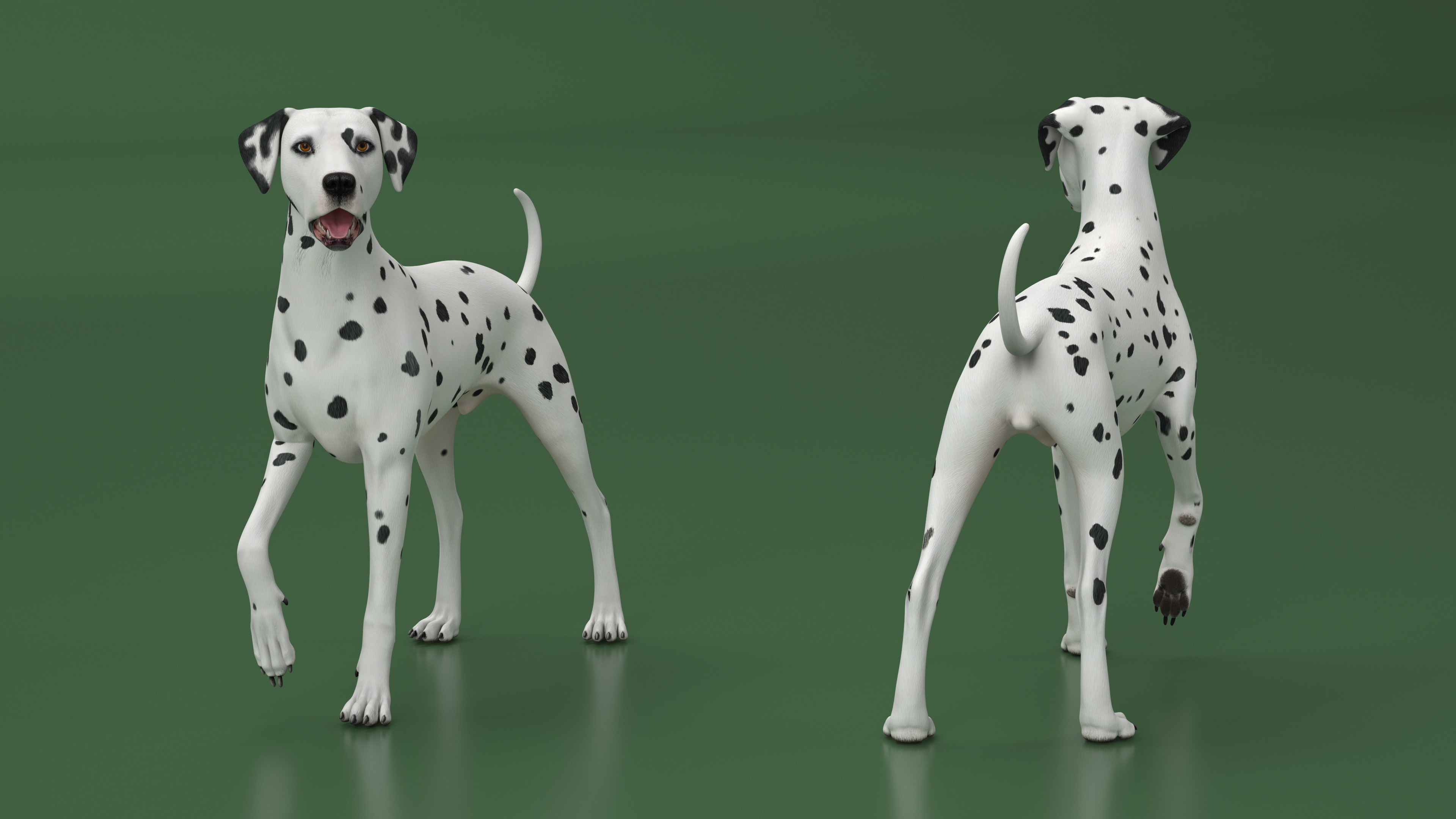 Dalmatian Dog Standing Pose 3D