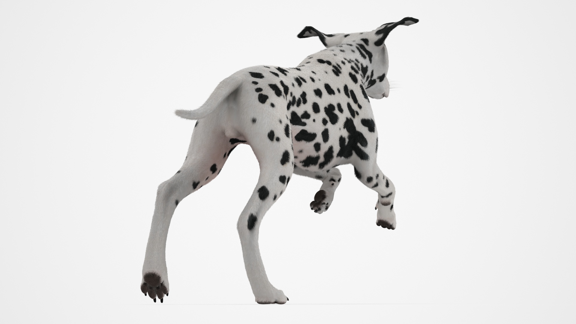 3D Running Spotted Dalmatian Dog Fur model