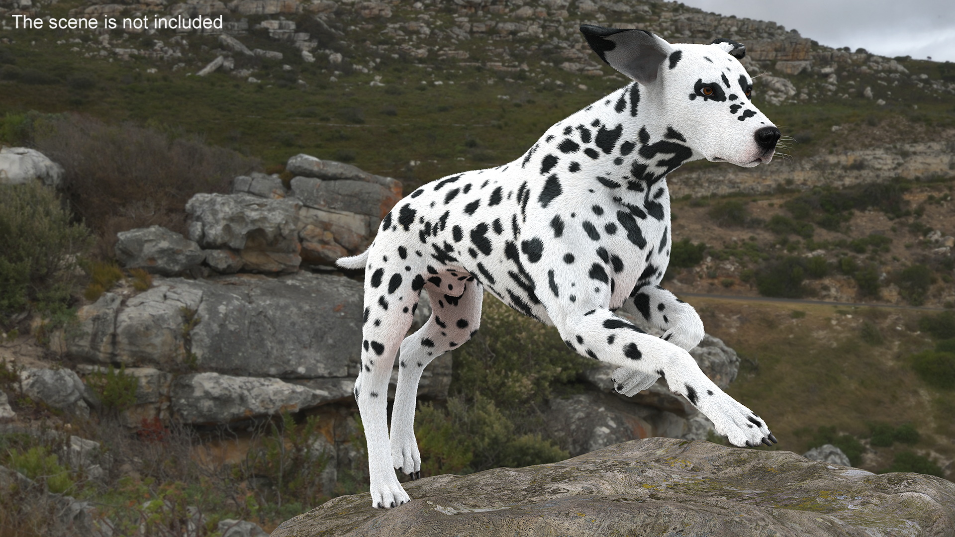 3D Running Spotted Dalmatian Dog Fur model