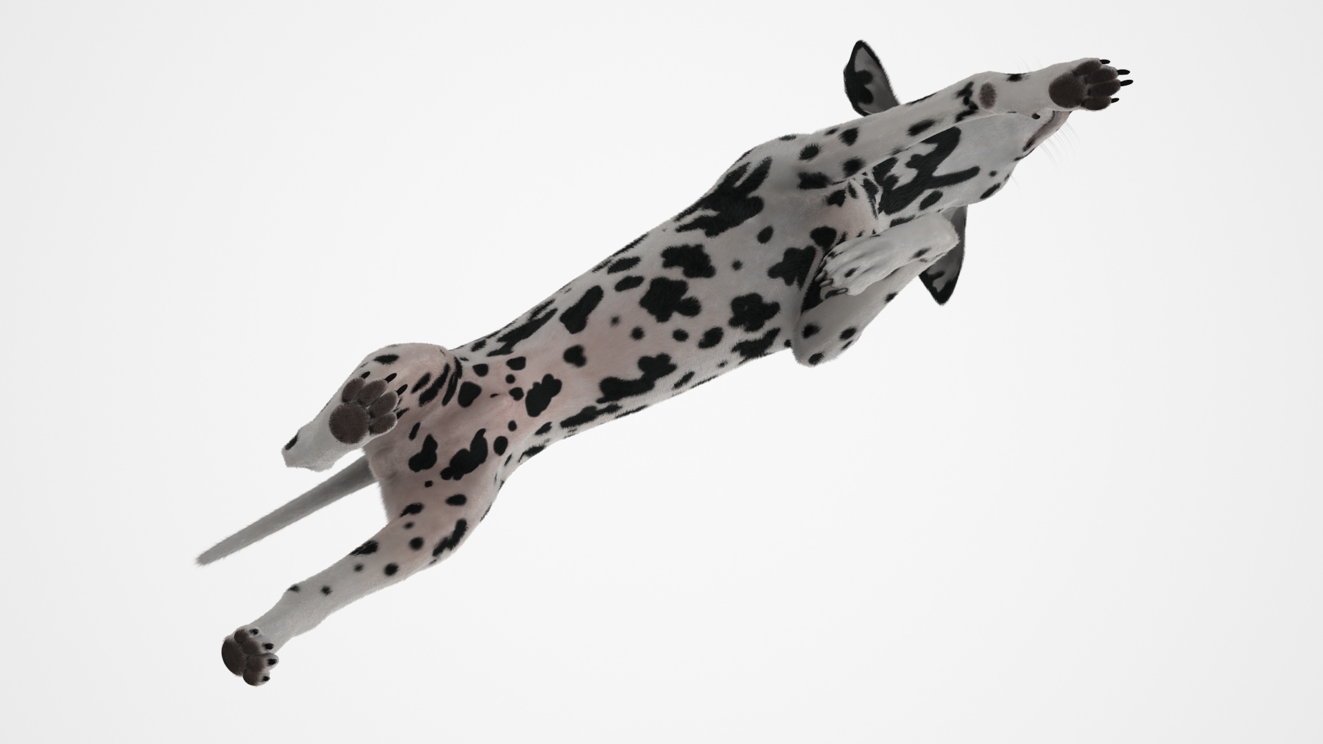 3D Running Spotted Dalmatian Dog Fur model