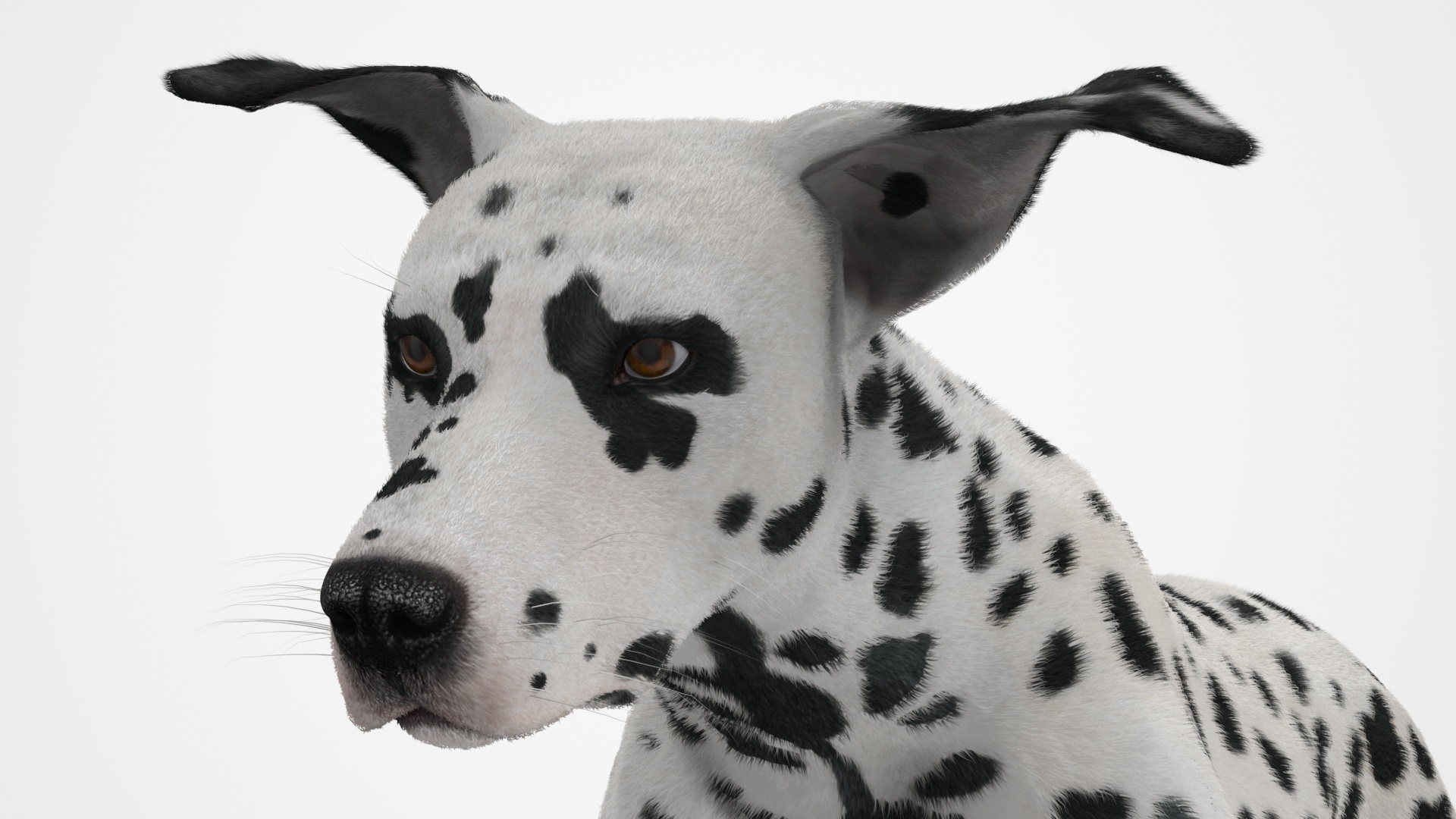 3D Running Spotted Dalmatian Dog Fur model