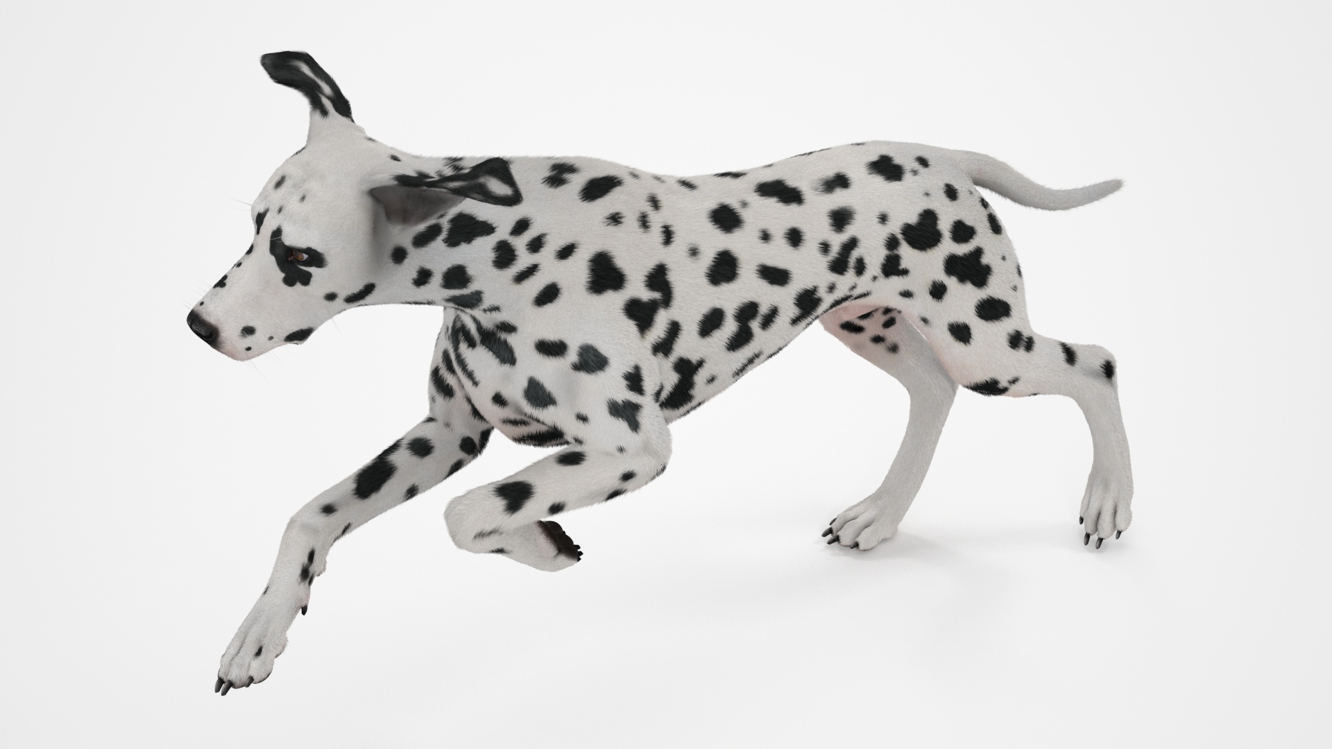 3D Running Spotted Dalmatian Dog Fur model