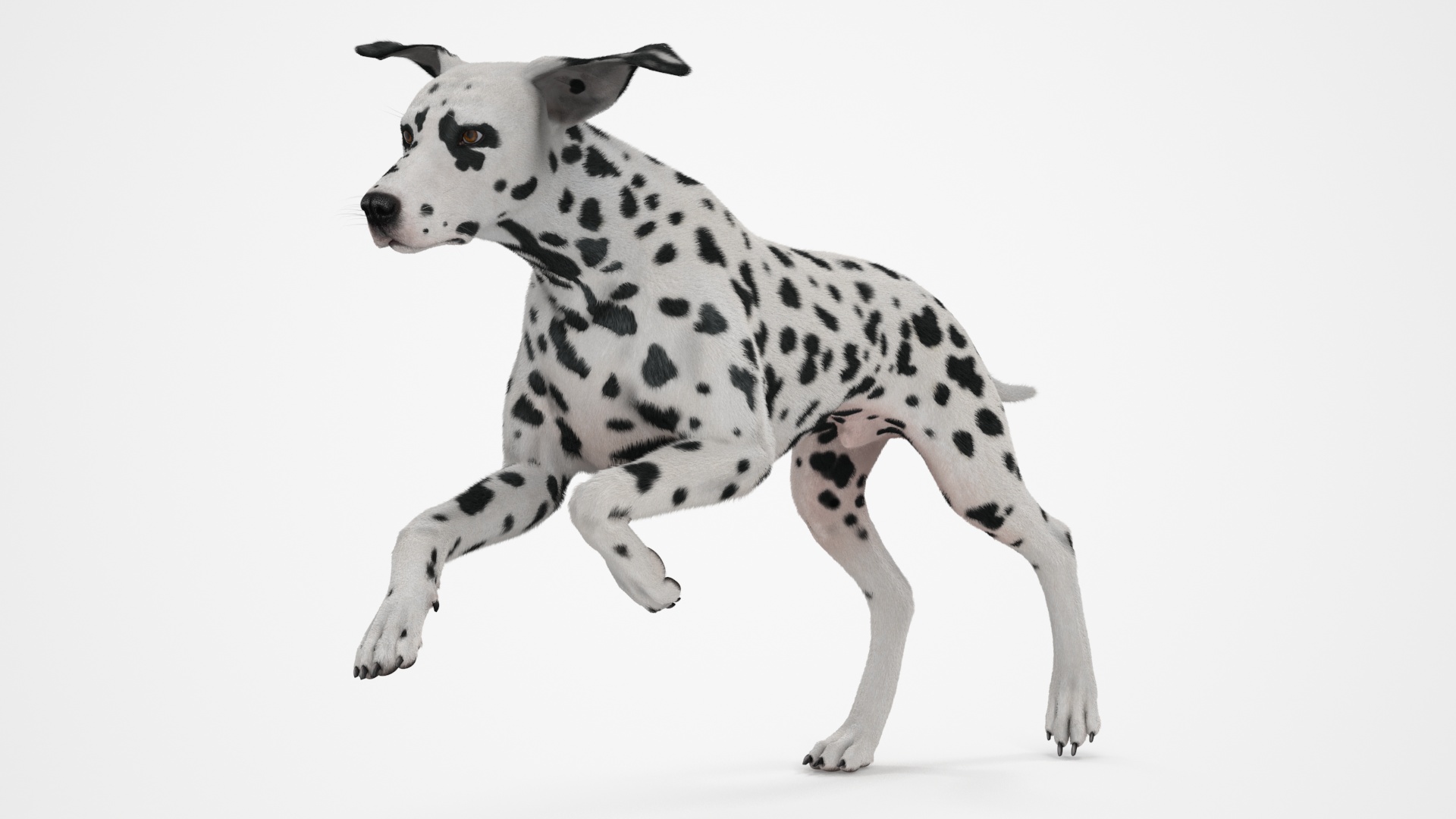 3D Running Spotted Dalmatian Dog Fur model