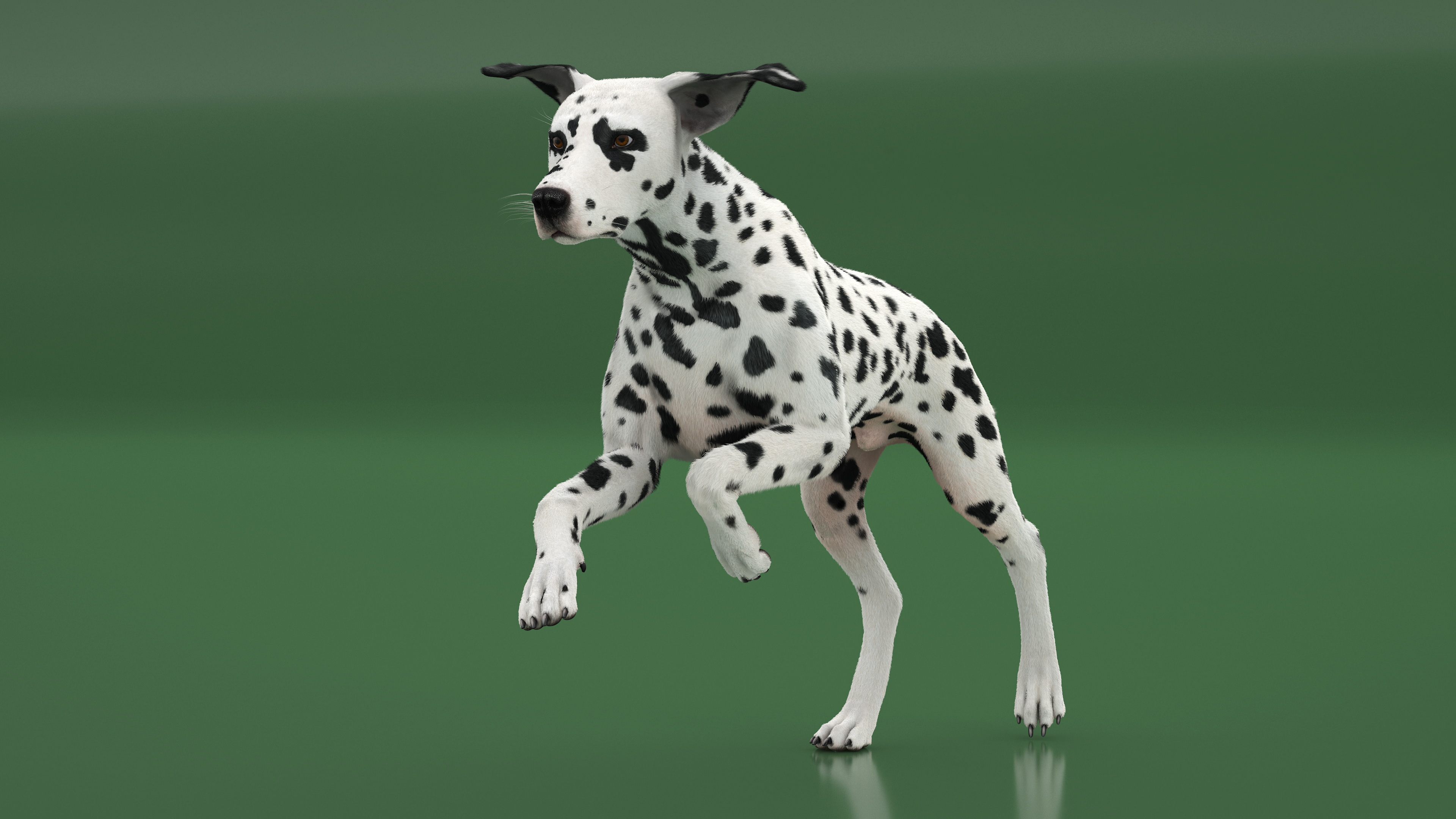 3D Running Spotted Dalmatian Dog Fur model
