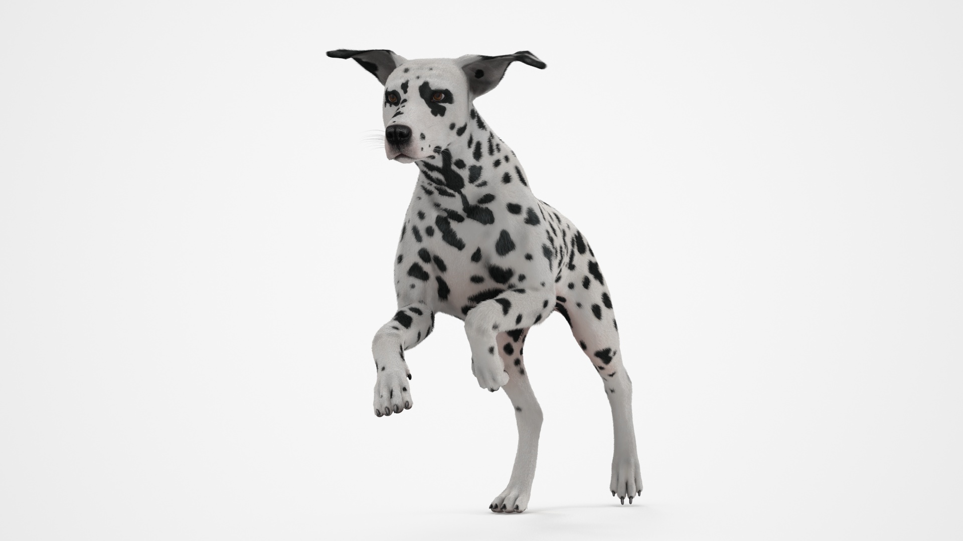 3D Running Spotted Dalmatian Dog Fur model