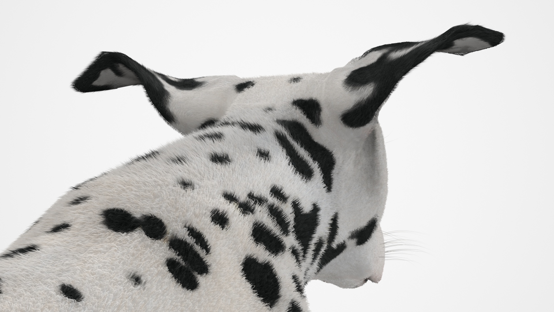 3D Running Spotted Dalmatian Dog Fur model