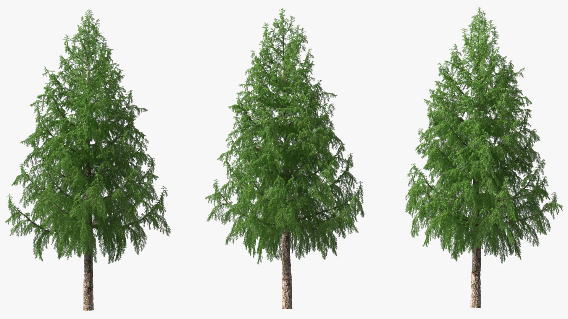 3D Tall Larch Tree Green