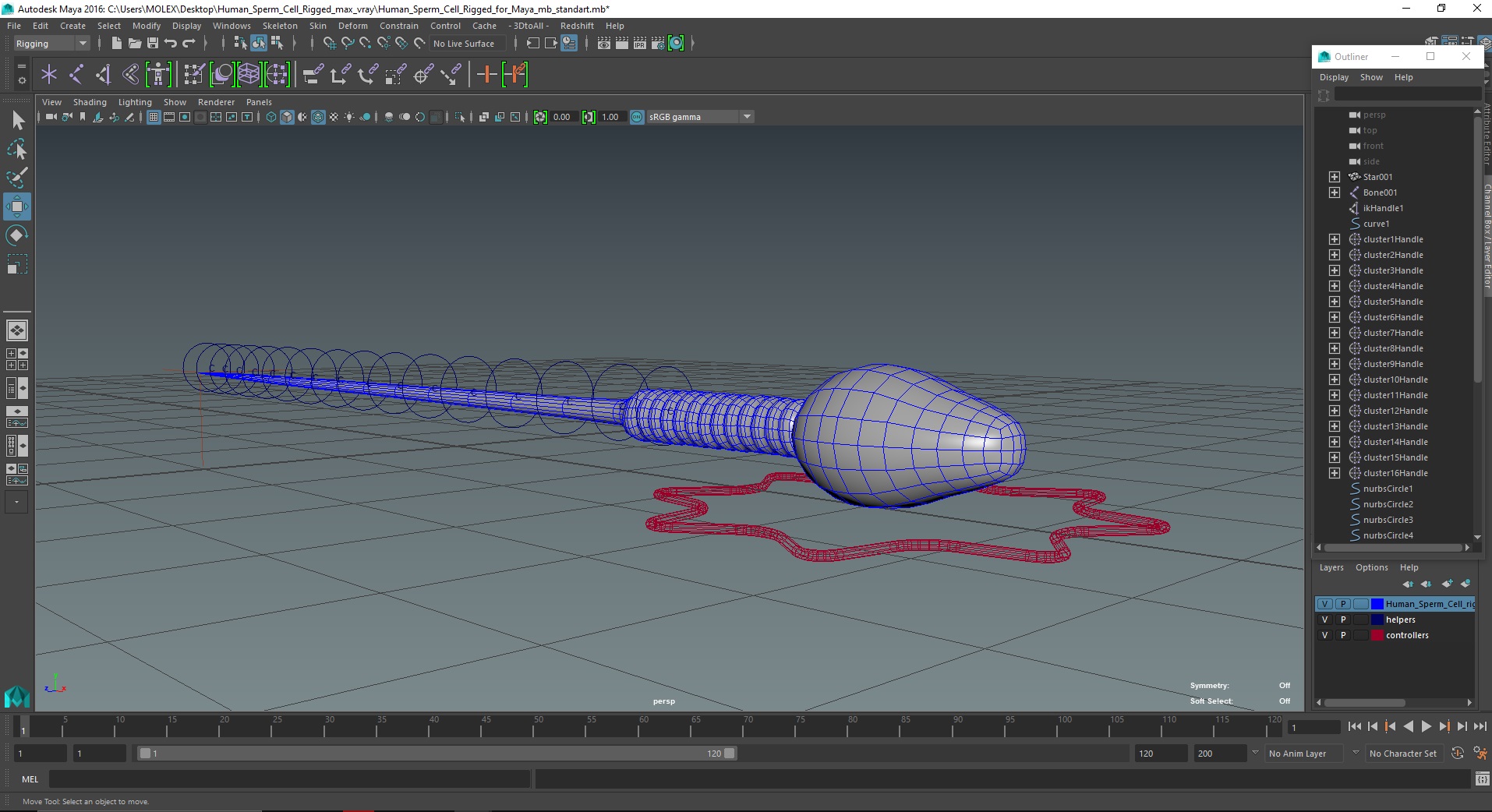 Human Sperm Cell Rigged for Maya 3D