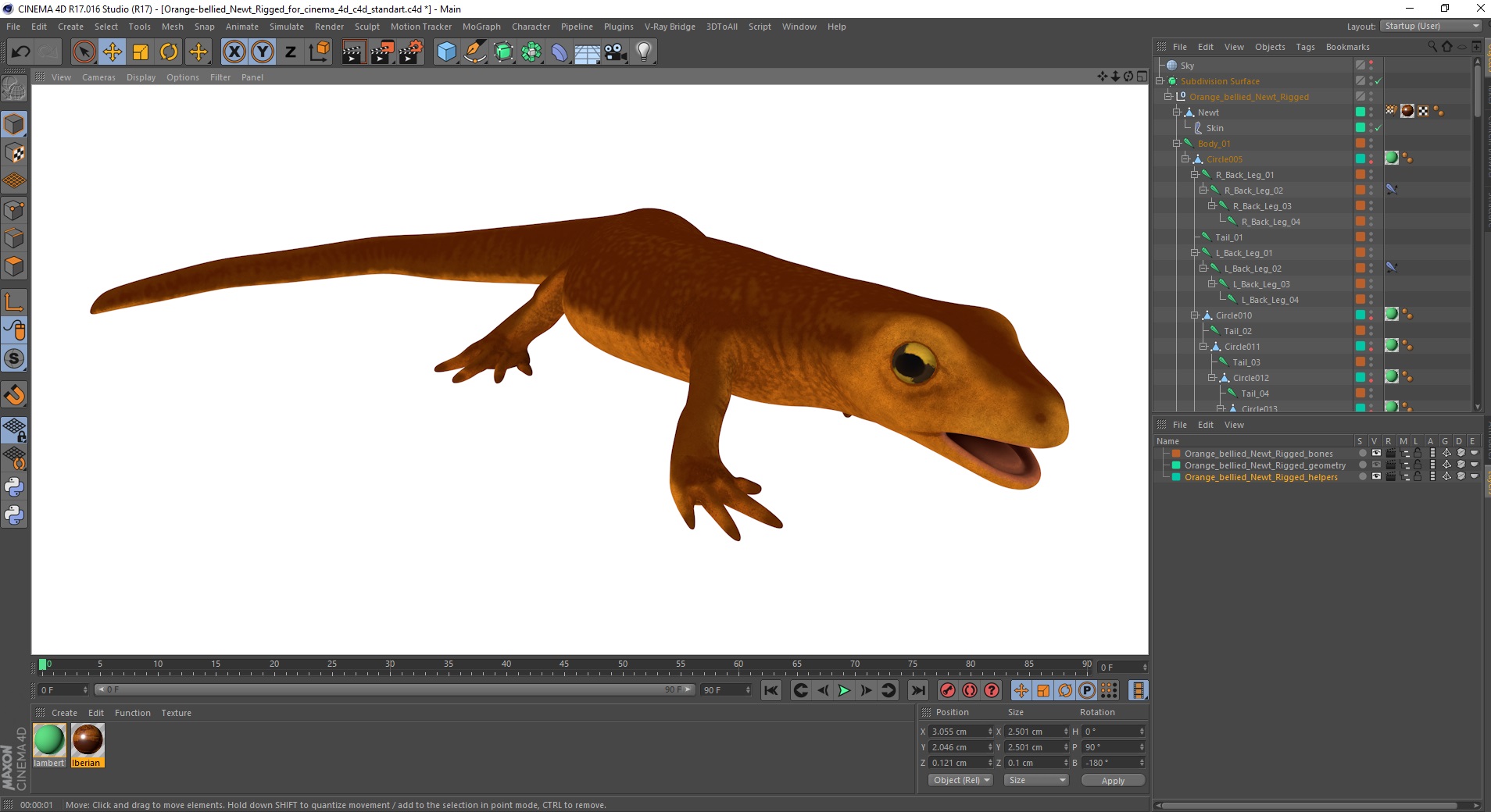 3D model Orange-bellied Newt Rigged for Cinema 4D