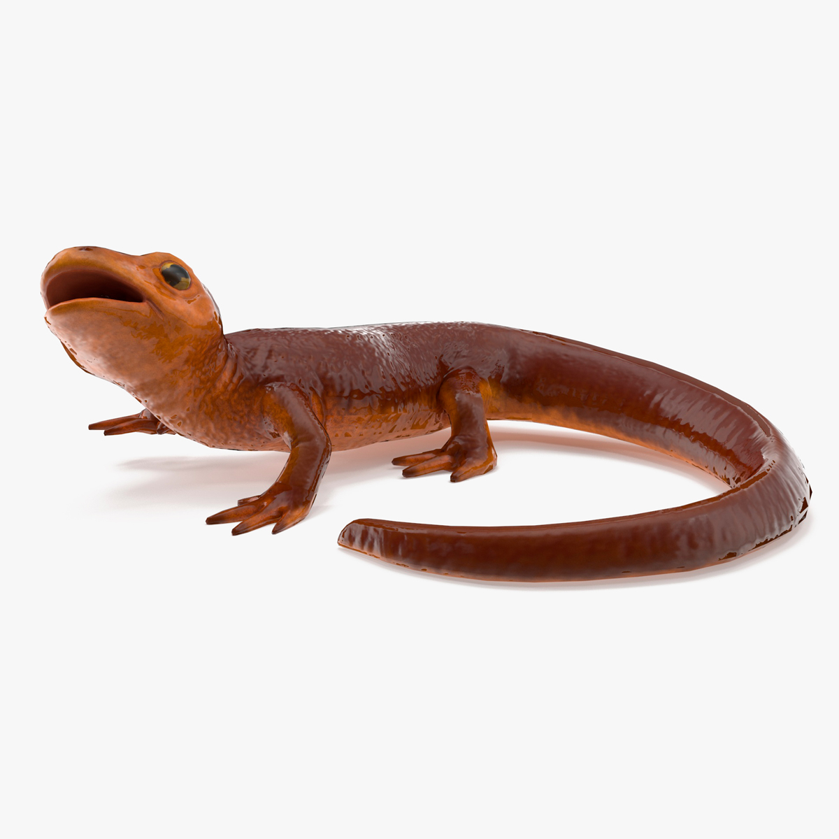3D model Orange-bellied Newt Rigged for Cinema 4D
