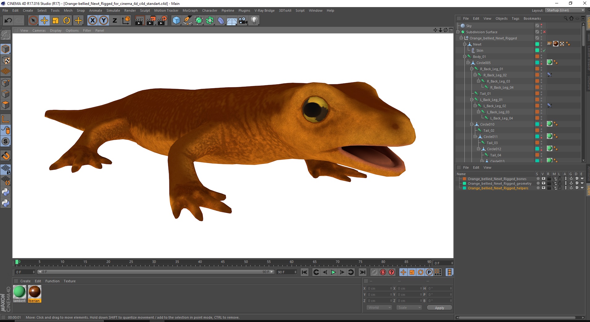 3D model Orange-bellied Newt Rigged for Cinema 4D