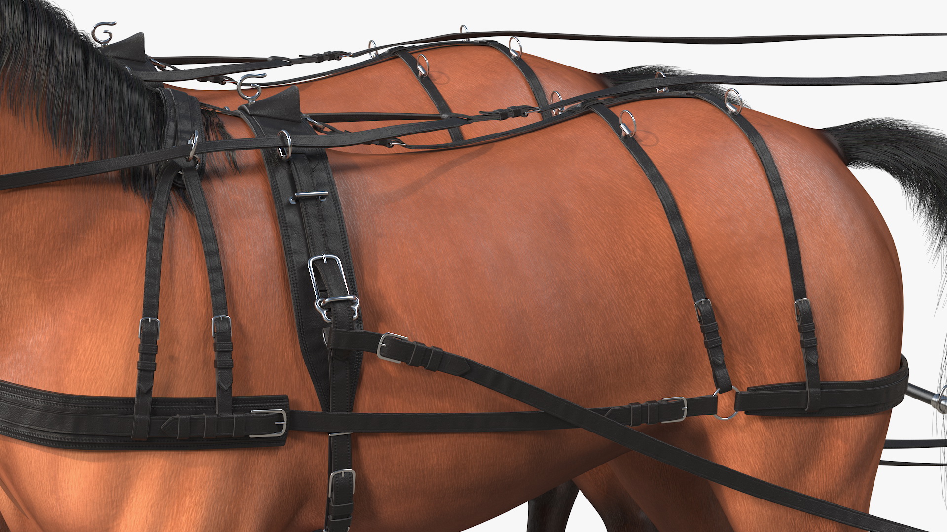 3D Team of Four Harness Fur Rigged