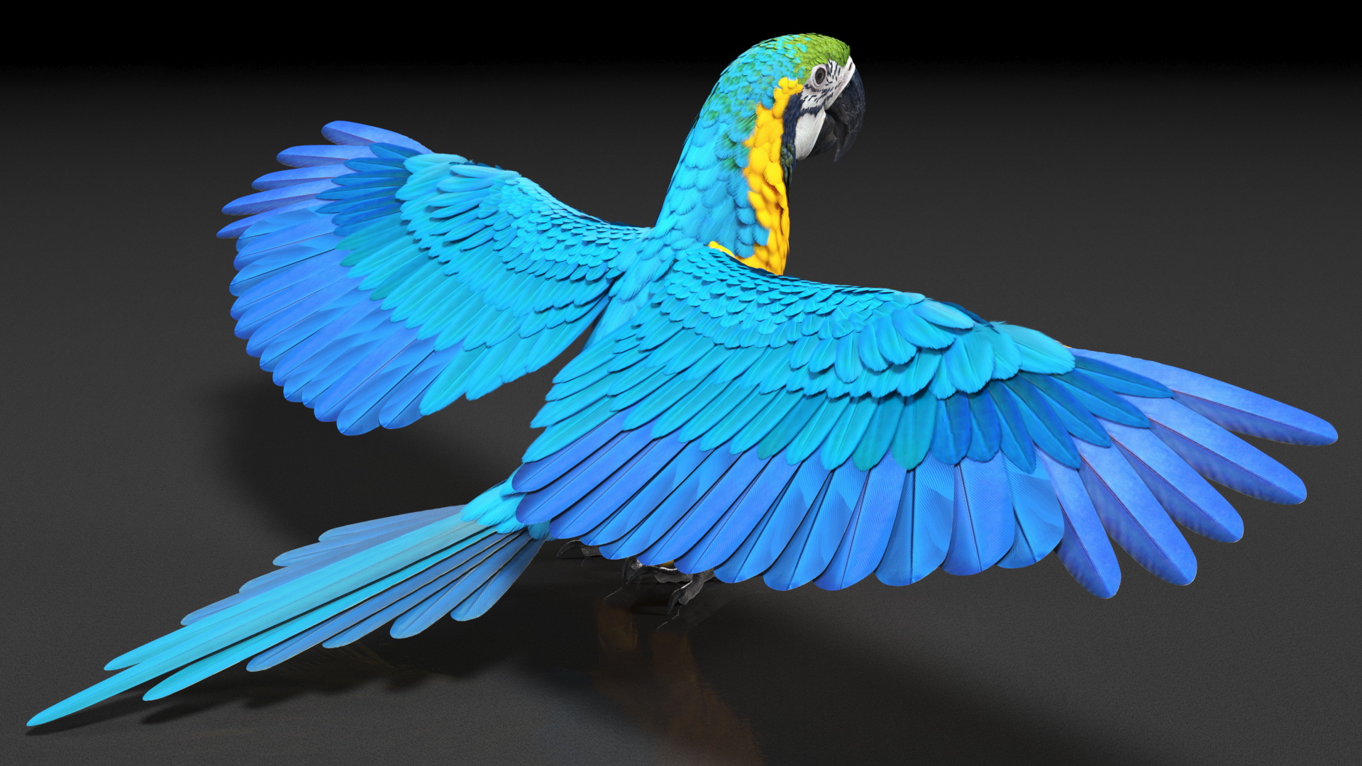 3D Blue and Yellow Macaw Parrot Neutral Pose