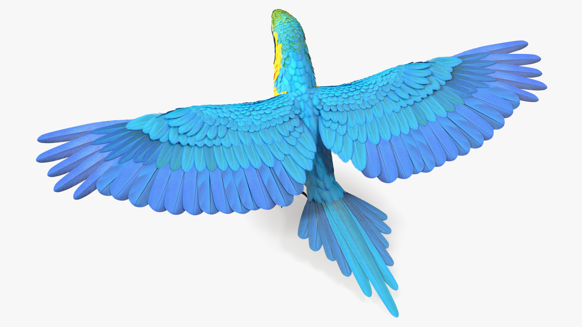 3D Blue and Yellow Macaw Parrot Neutral Pose