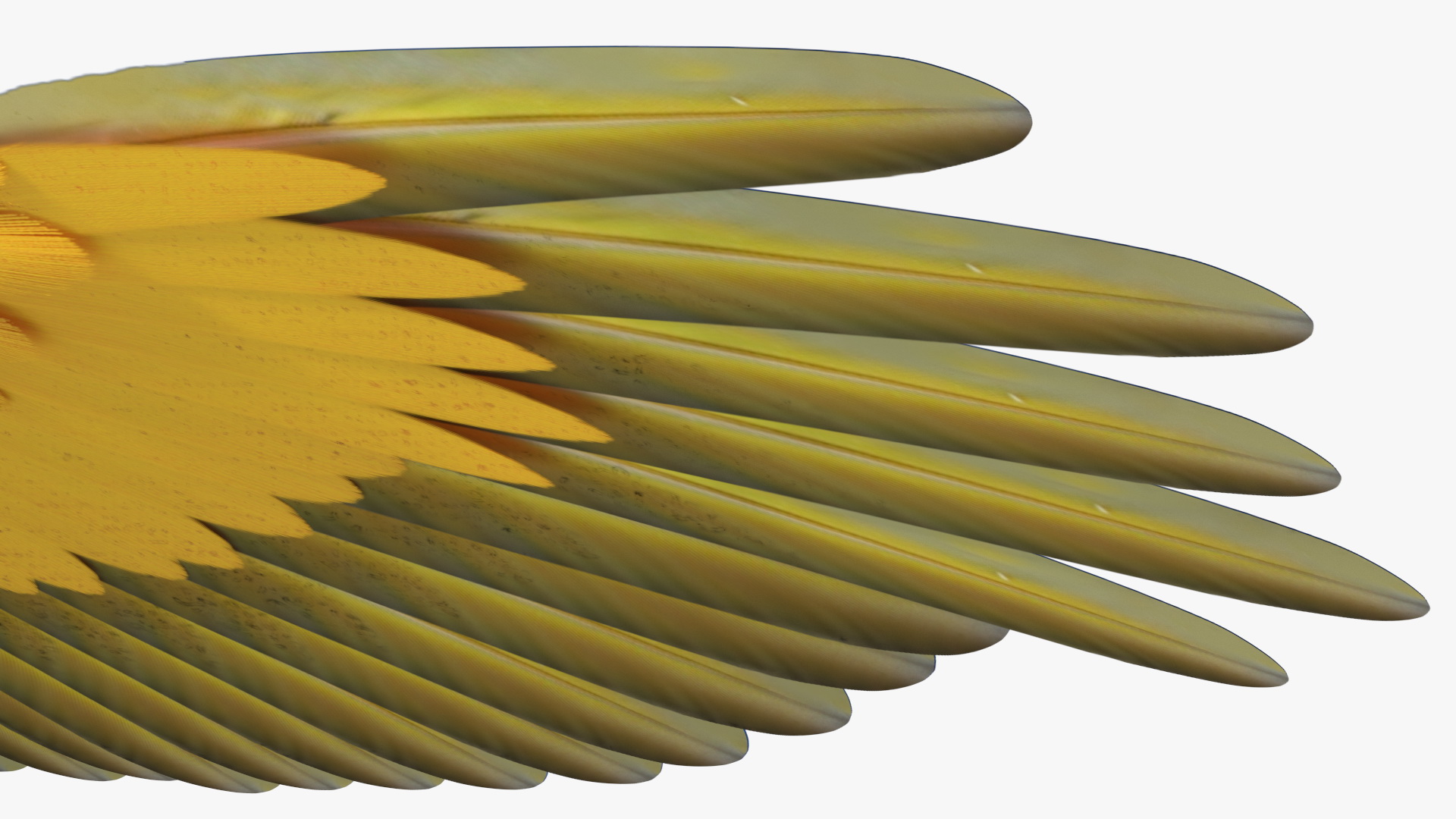3D Blue and Yellow Macaw Parrot Neutral Pose
