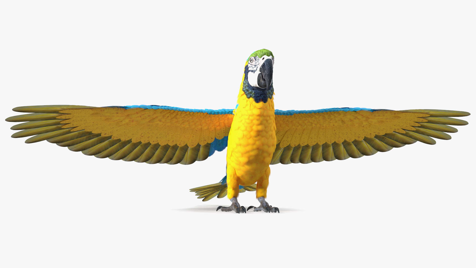 3D Blue and Yellow Macaw Parrot Neutral Pose