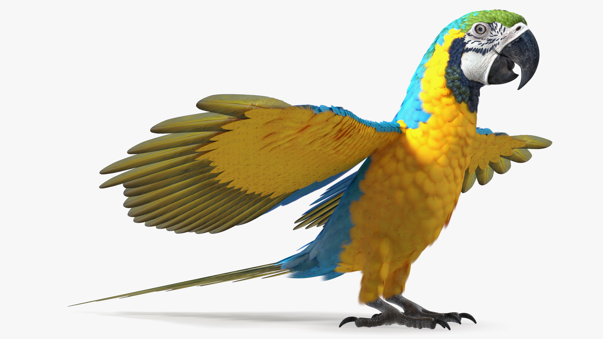 3D Blue and Yellow Macaw Parrot Neutral Pose
