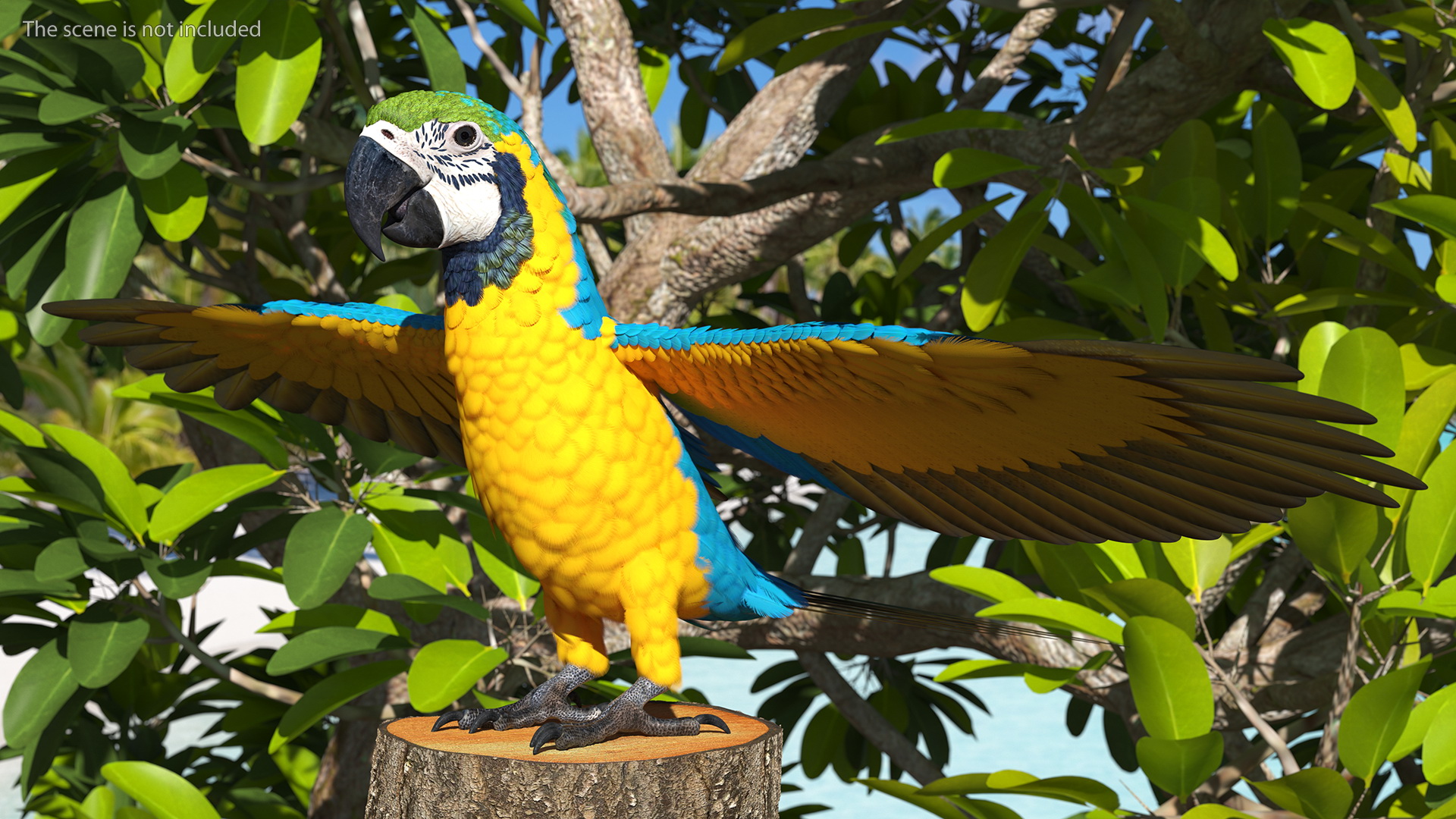 3D Blue and Yellow Macaw Parrot Neutral Pose