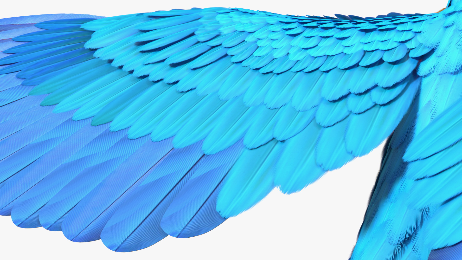 3D Blue and Yellow Macaw Parrot Neutral Pose