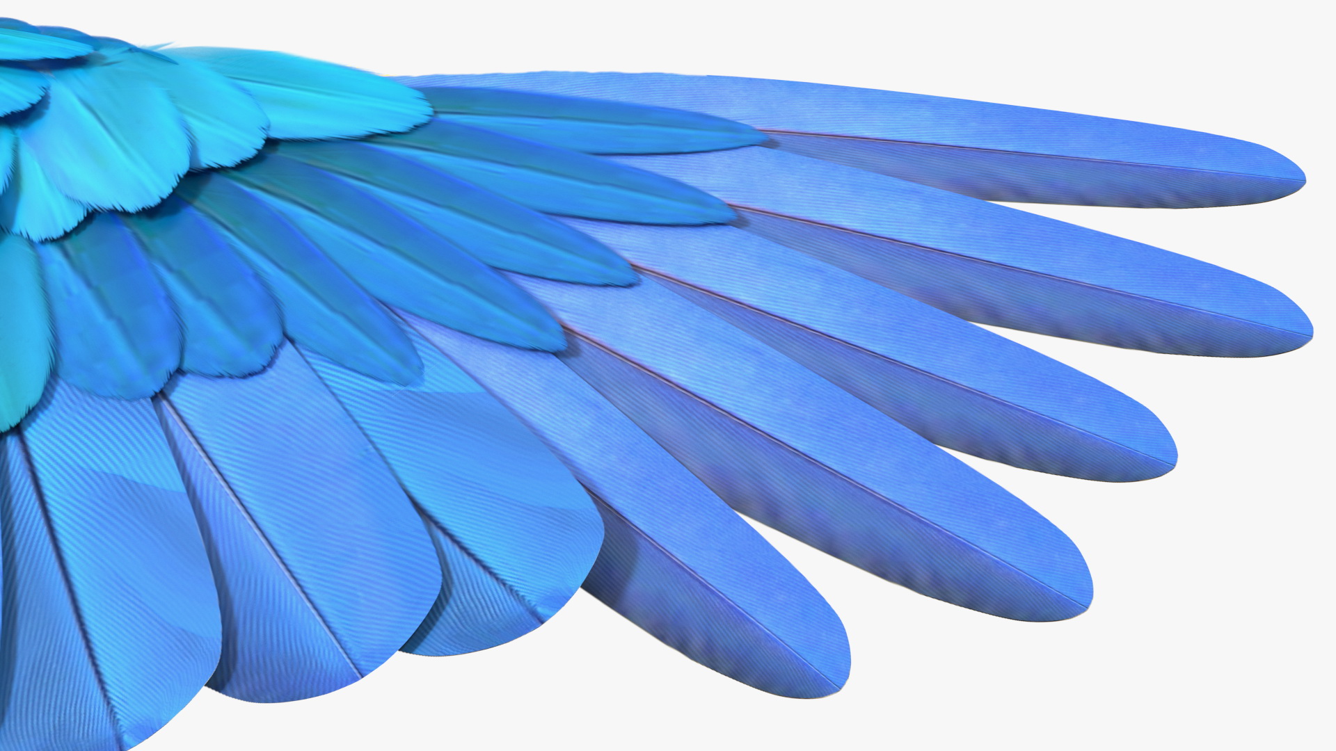 3D Blue and Yellow Macaw Parrot Neutral Pose