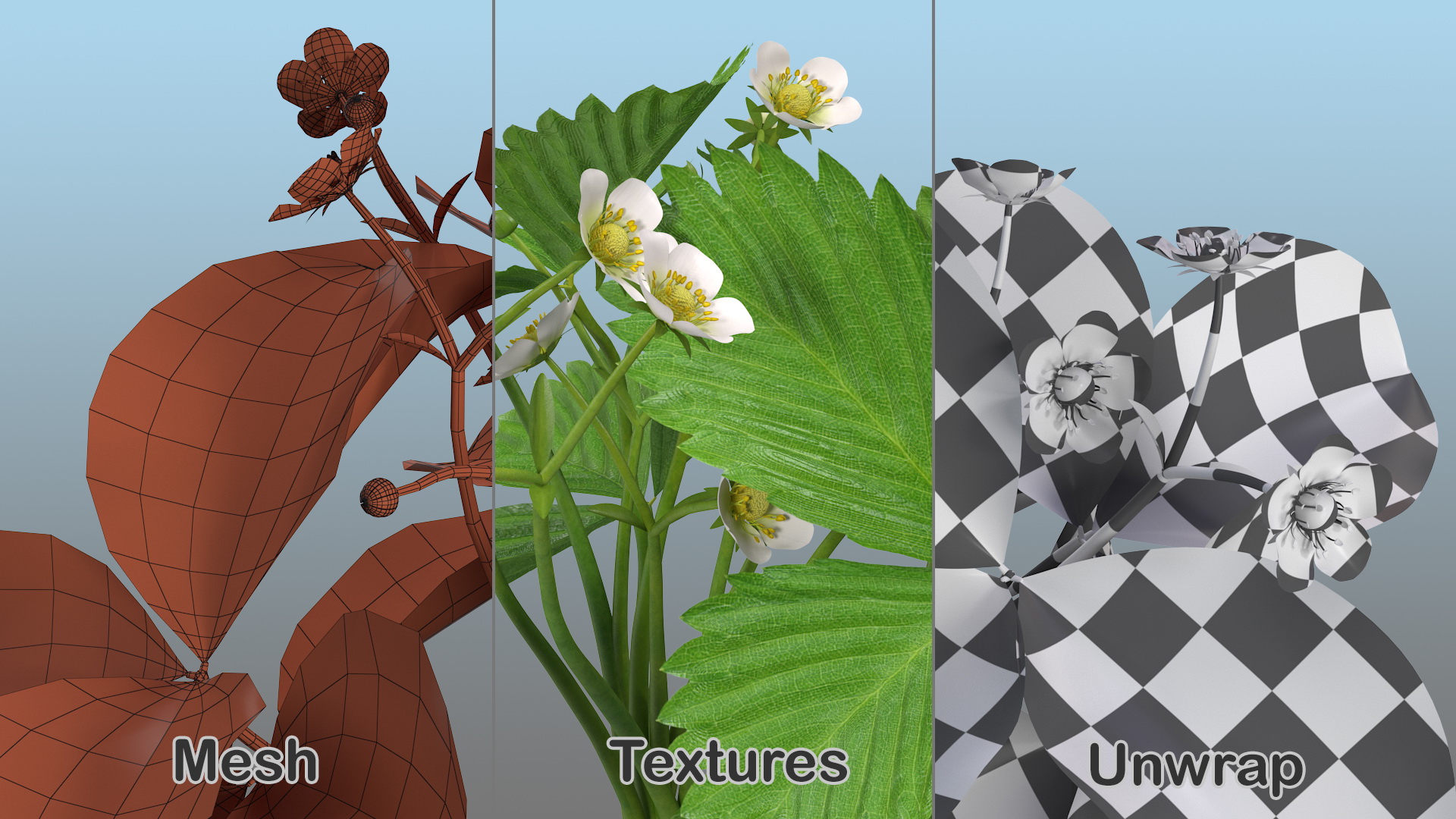 3D Garden Strawberry Plant with Flowers