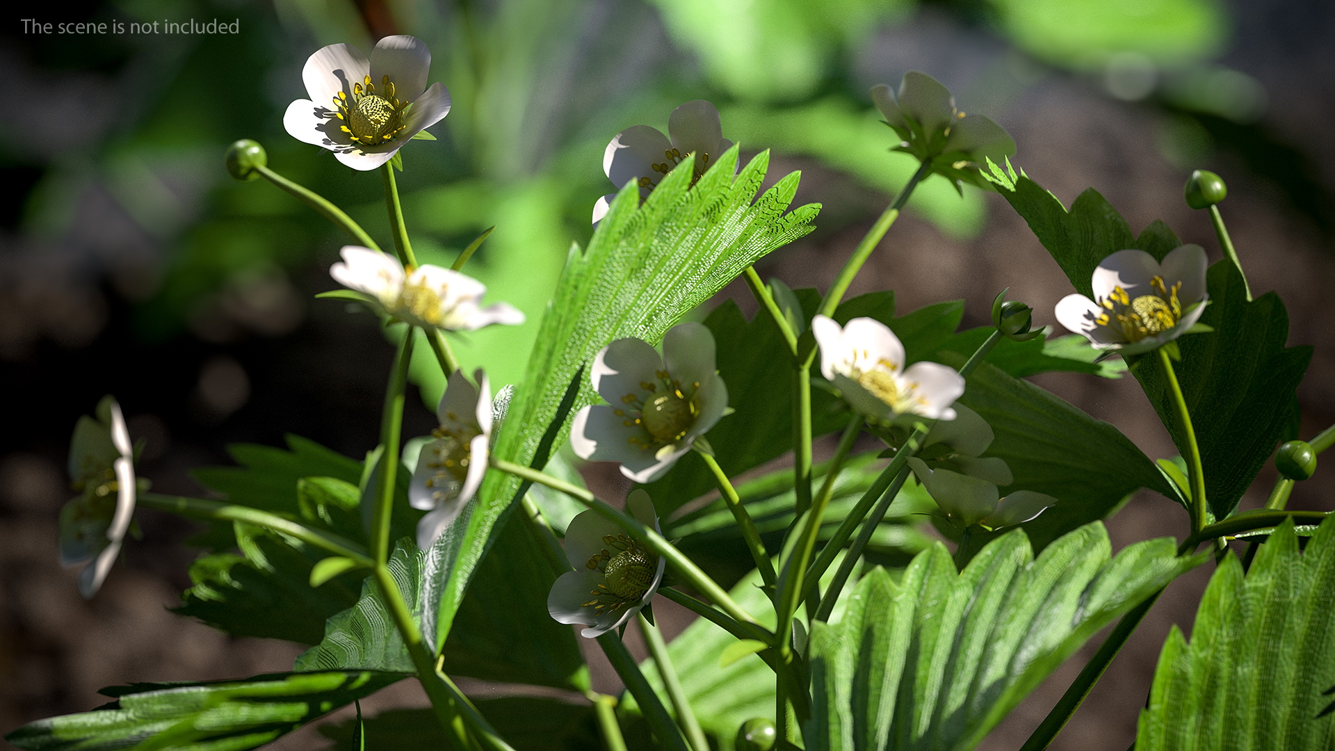 3D Garden Strawberry Plant with Flowers