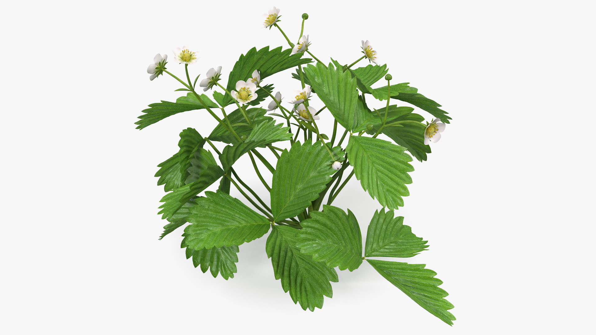 3D Garden Strawberry Plant with Flowers