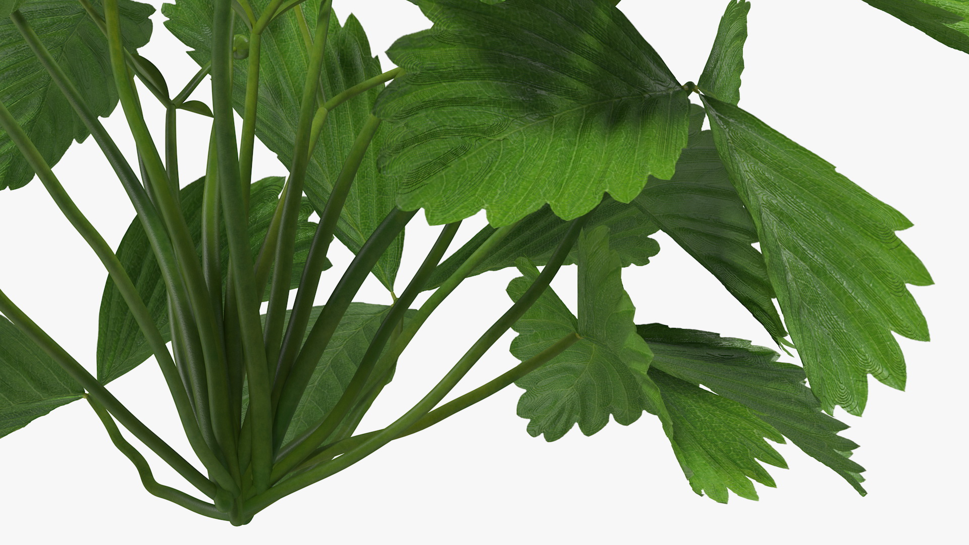 3D Garden Strawberry Plant with Flowers
