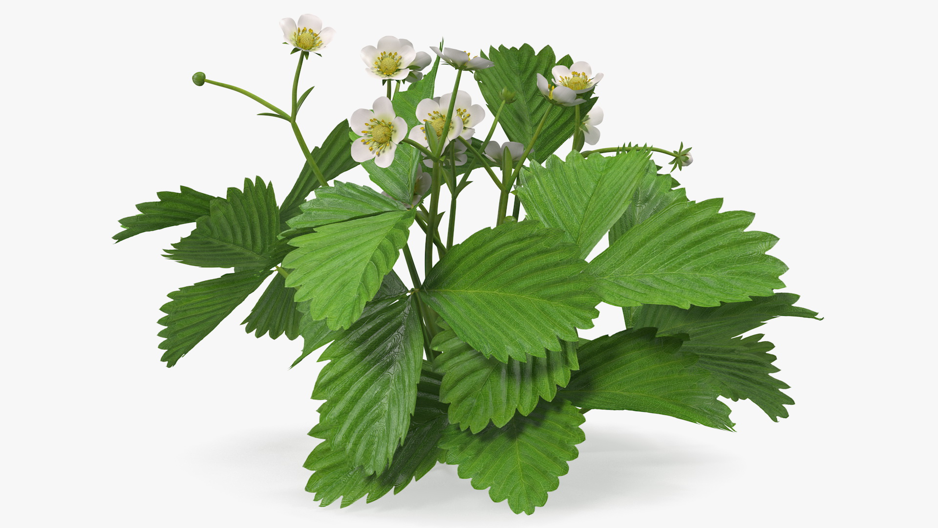3D Garden Strawberry Plant with Flowers