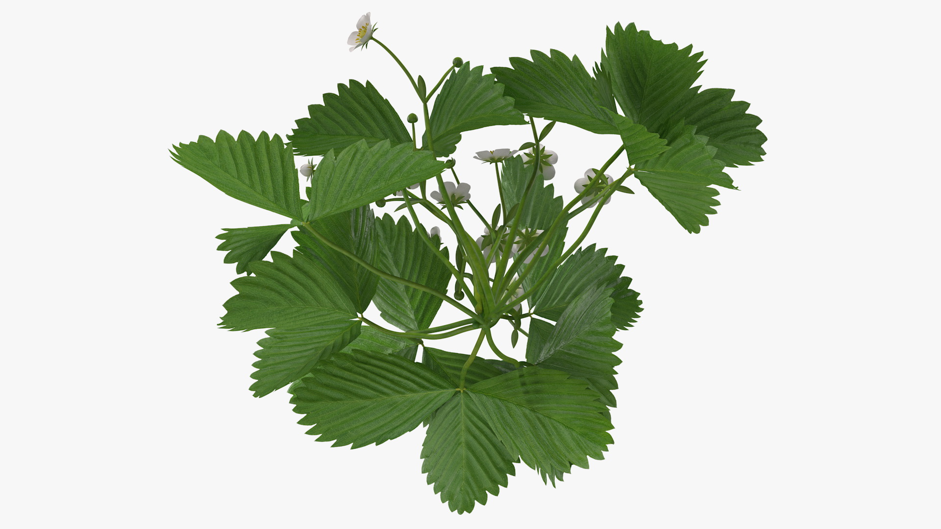 3D Garden Strawberry Plant with Flowers