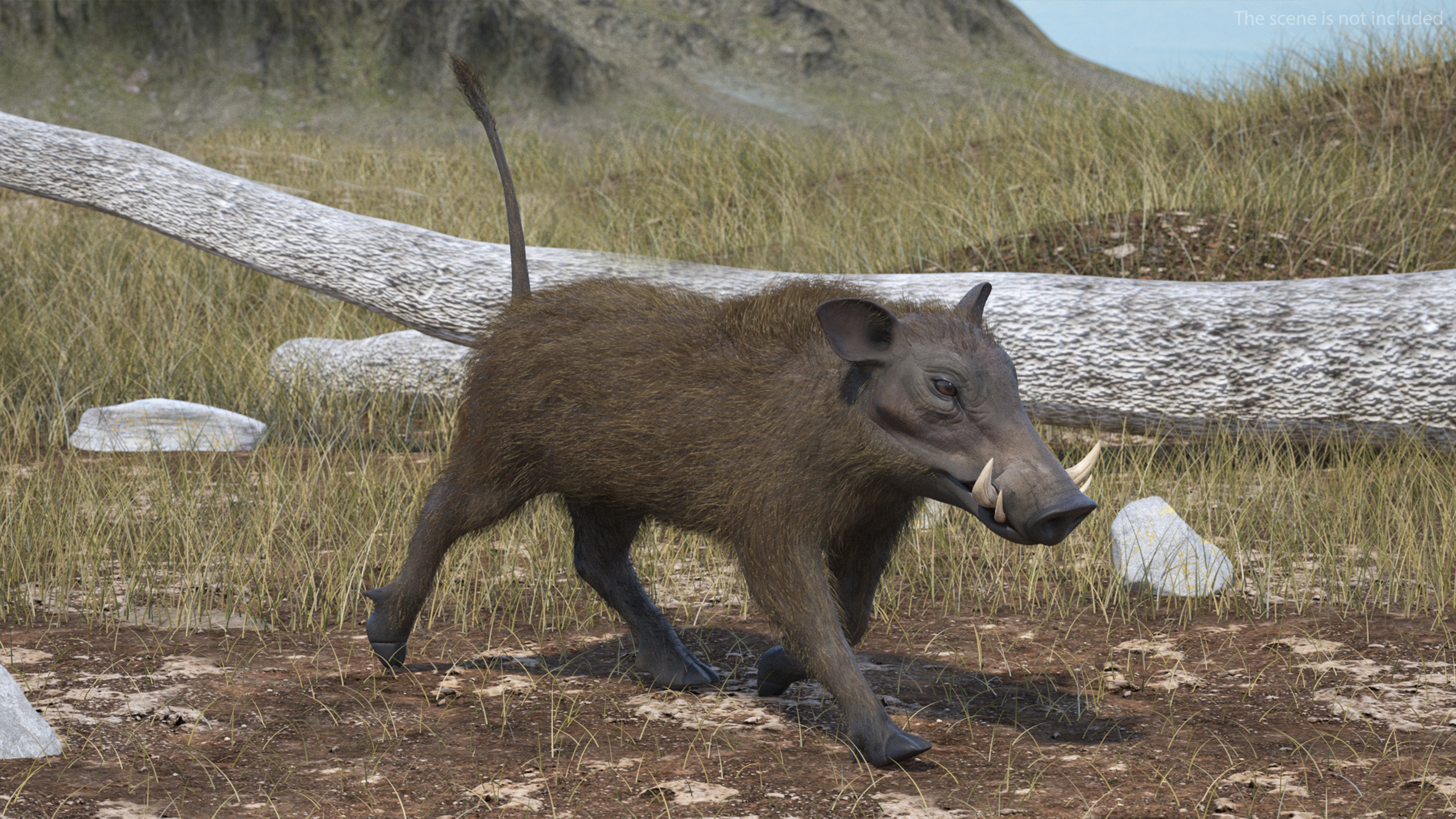 African Boar Walking Pose Fur 3D model