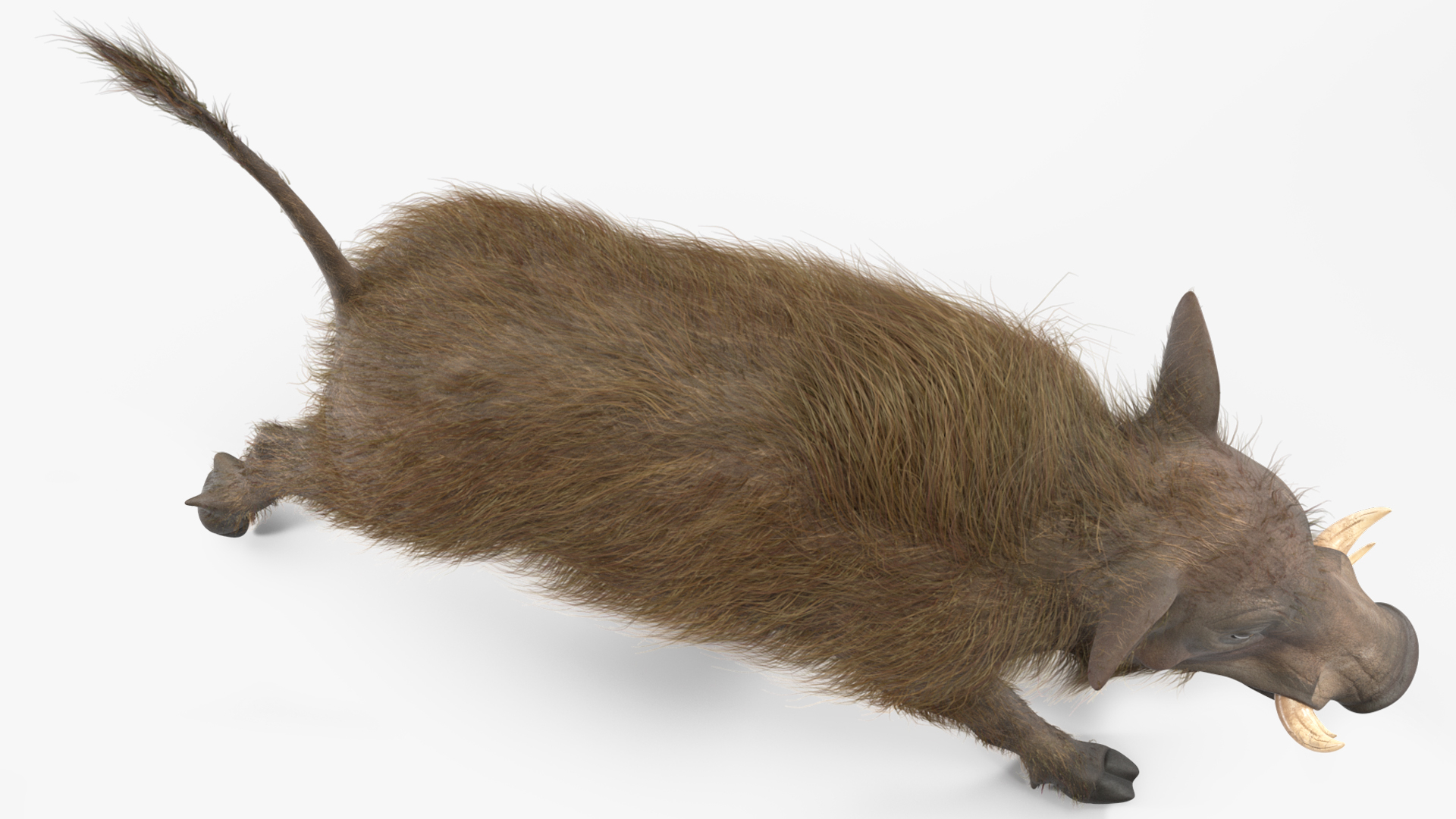 African Boar Walking Pose Fur 3D model